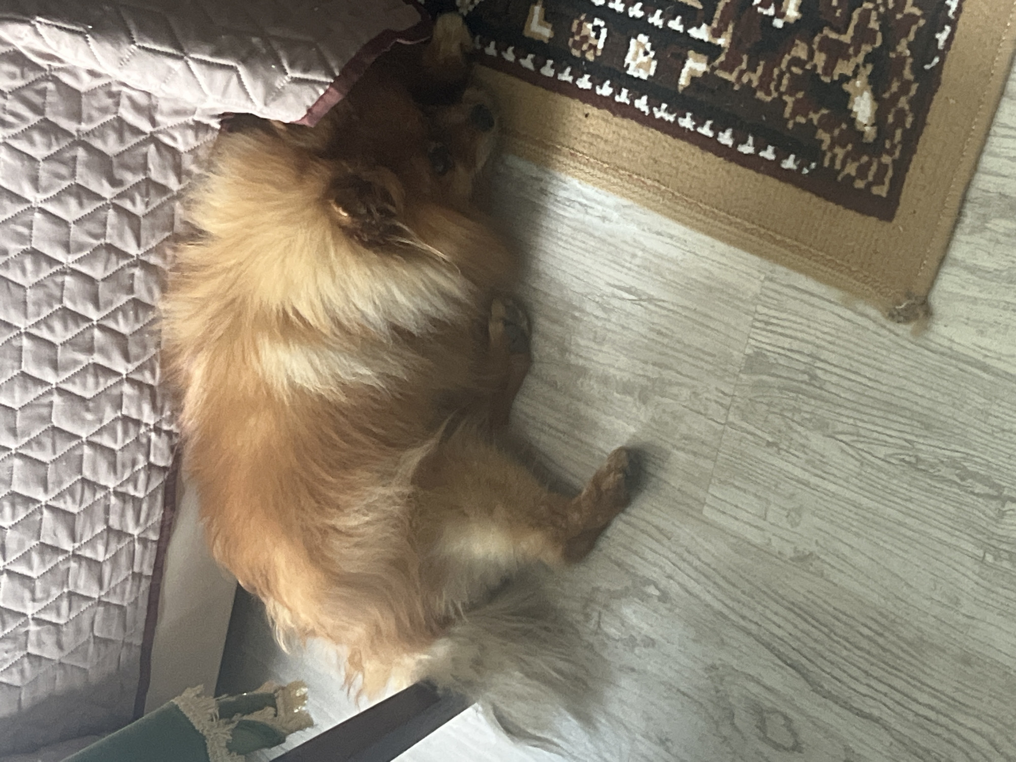 The image displays an indoor domestic scene in Asenovgrad, Bulgaria. A medium-sized dog, characterized by abundant reddish-brown fur, is resting on its left side on a light-colored wooden plank floor. Its head is tucked forward and to the right, partially obscured by its fur, with its eyes barely visible. The dog's fluffy, lighter-colored tail is visible extending towards the lower-left.
The dog is positioned adjacent to and partially underneath a quilted piece of furniture or bedding cover, which is light pink or beige with a distinct geometric cube pattern. This quilted item features a darker reddish-brown trim along its visible lower edge. To the immediate left of the dog, a dark brown, vertical furniture leg is partially visible. Further to the left, a section of dark green fabric with a light-colored fringed edge is present. A rectangular rug with a tan border and a central pattern of dark brown, reddish-brown, and white geometric shapes lies on the wooden floor to the right of the dog. The wooden floor exhibits a visible grain pattern, indicating plank construction.