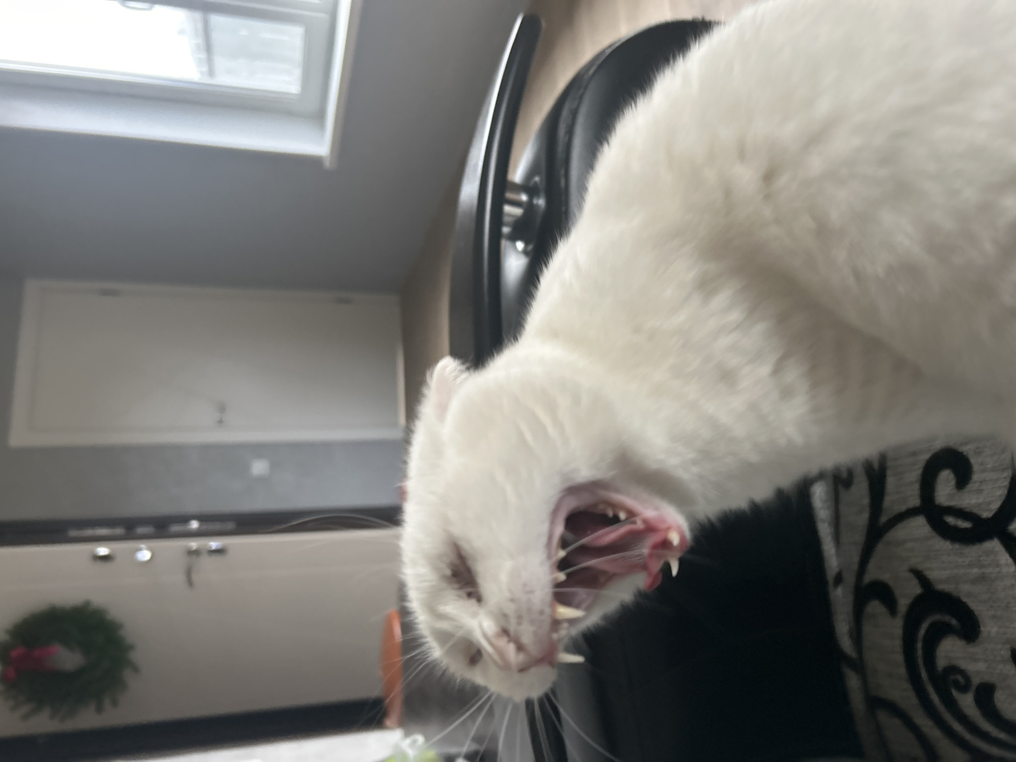 A white cat yawns, displaying its teeth and tongue. It is sitting on a patterned chair near a desk with a wreath on the drawers. A window is visible in the background. There is no evidence of this photo being in Chaikovsky, Russia.