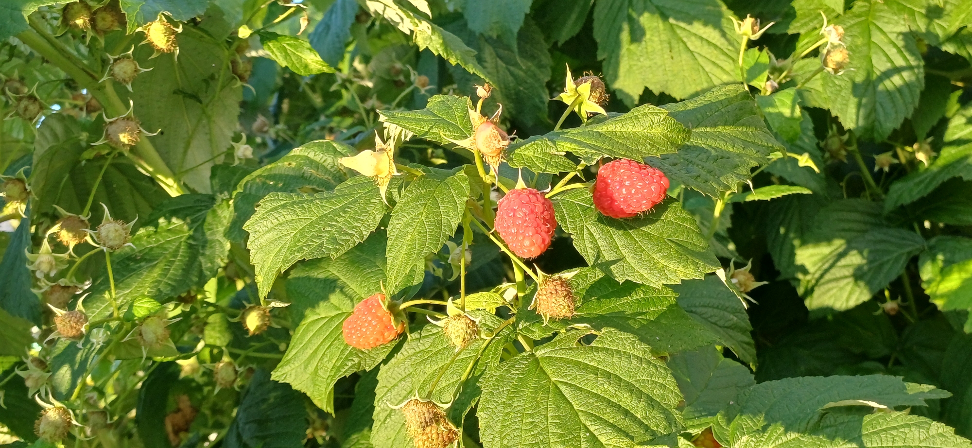 The image shows a close-up view of a raspberry bush in its natural environment. Several ripe raspberries, varying in shades of red and orange, are visible among lush green leaves and some unripe green berries. The lighting suggests it is daytime, with sunlight casting shadows on the foliage. The scene is a natural outdoor setting, likely a garden or wild area, with no indication of a specific urban location or people.