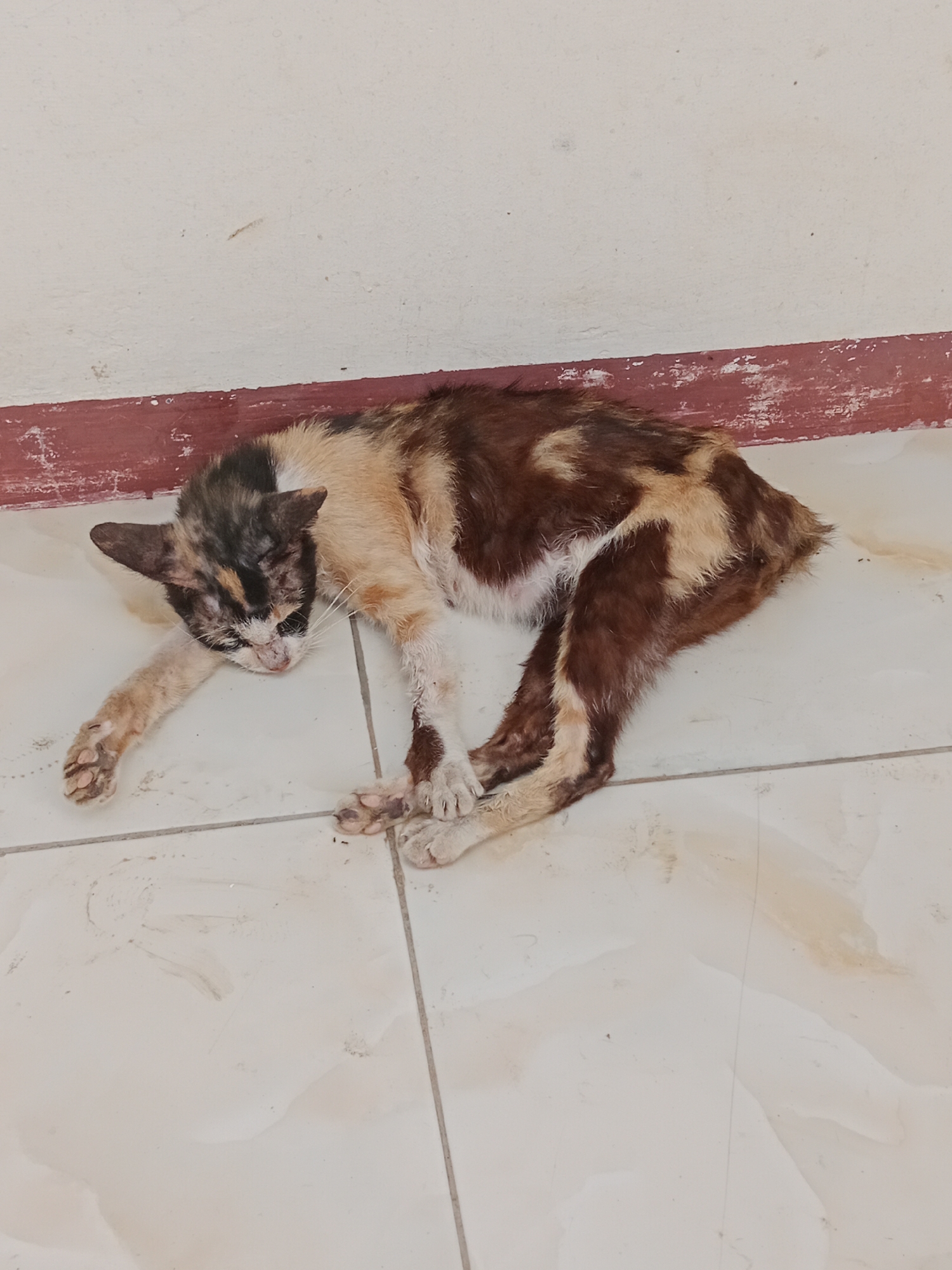 A calico cat lies on its side on a tiled floor in Parage, Indonesia. The cat appears unwell, with patchy fur and visible bones. It is lying next to a wall with a red stripe along the bottom. The floor is dirty and has some liquid stains.