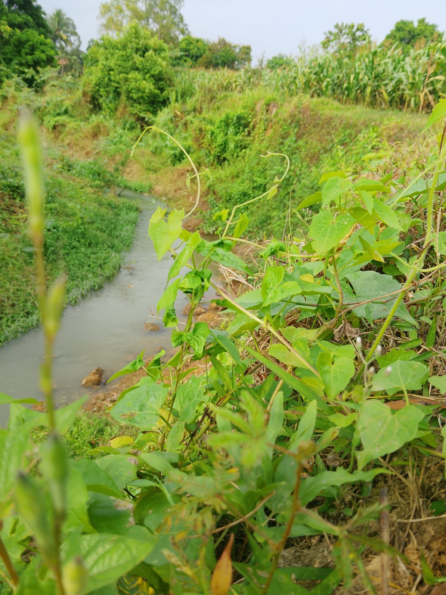 A narrow, muddy stream flows through a lush green landscape. On the left bank of the stream, dense green grass grows. On the right bank, a mix of green vegetation and dry earth is visible, with several leafy vines prominently displayed in the foreground. In the background, a variety of trees and crops, including corn, create a natural, rural setting. The sky is overcast. The image was taken in a natural environment, likely a rural area. The location is identified as Unknown, Indonesia.