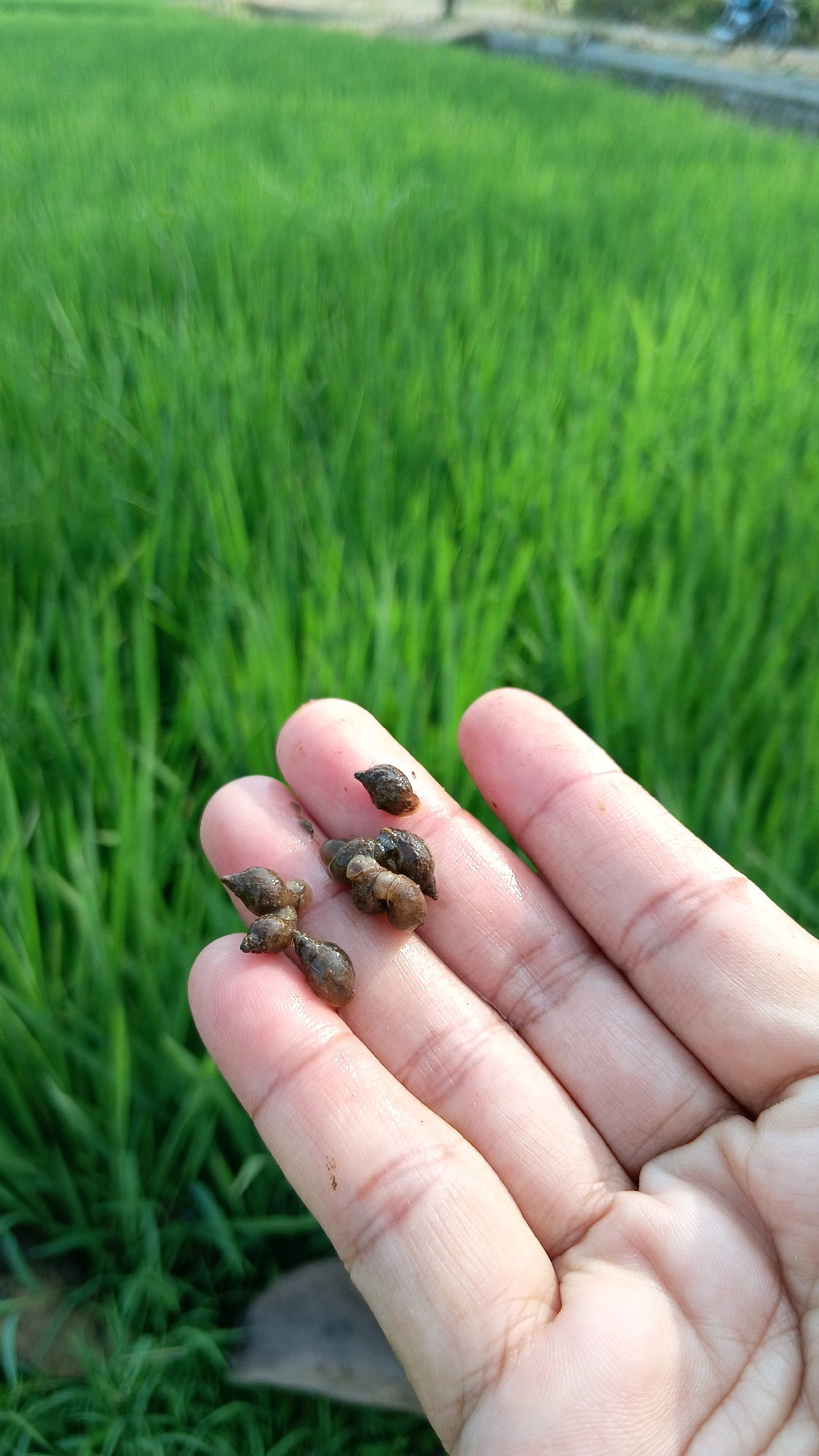 In Geger, Indonesia, a hand holds several small, dark, snail-like objects against a blurred background of vibrant green rice fields. The snails, clustered on the palm and fingers, appear to be a dark brown or black color and have a conical shape. The hand, which is light-skinned, shows visible wrinkles and lines. The rice field is lush and green, with some stalks appearing slightly out of focus due to the shallow depth of field. The overall impression is one of a rural setting, possibly during a harvest or agricultural activity.