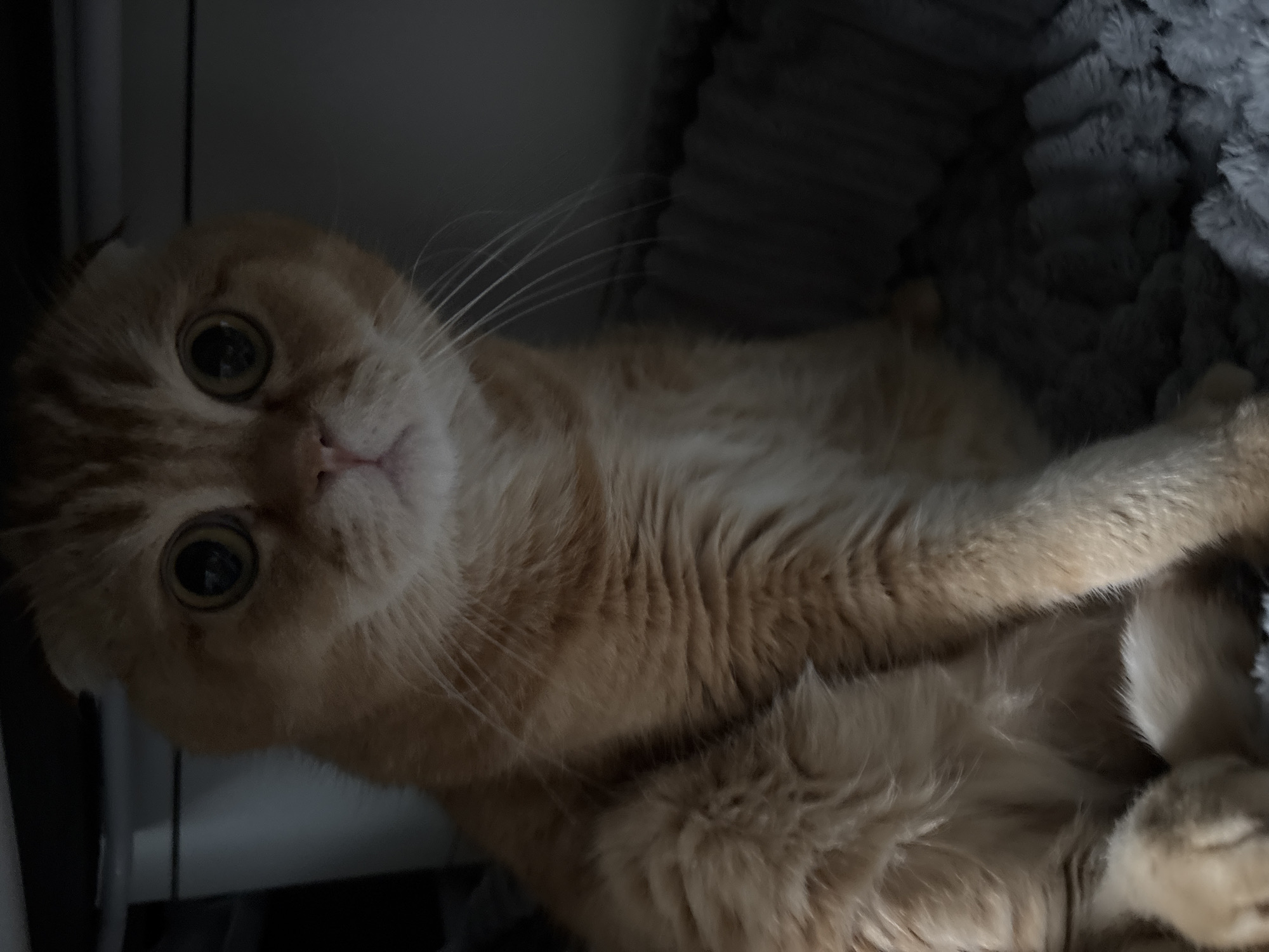 A fluffy orange Scottish Fold cat with large, round eyes is sitting in a gray, fluffy bed. The cat's ears are folded down, and its fur is thick and soft. The background is dark and out of focus, with a hint of a white surface above. The image appears to be taken indoors, possibly in a dimly lit room.