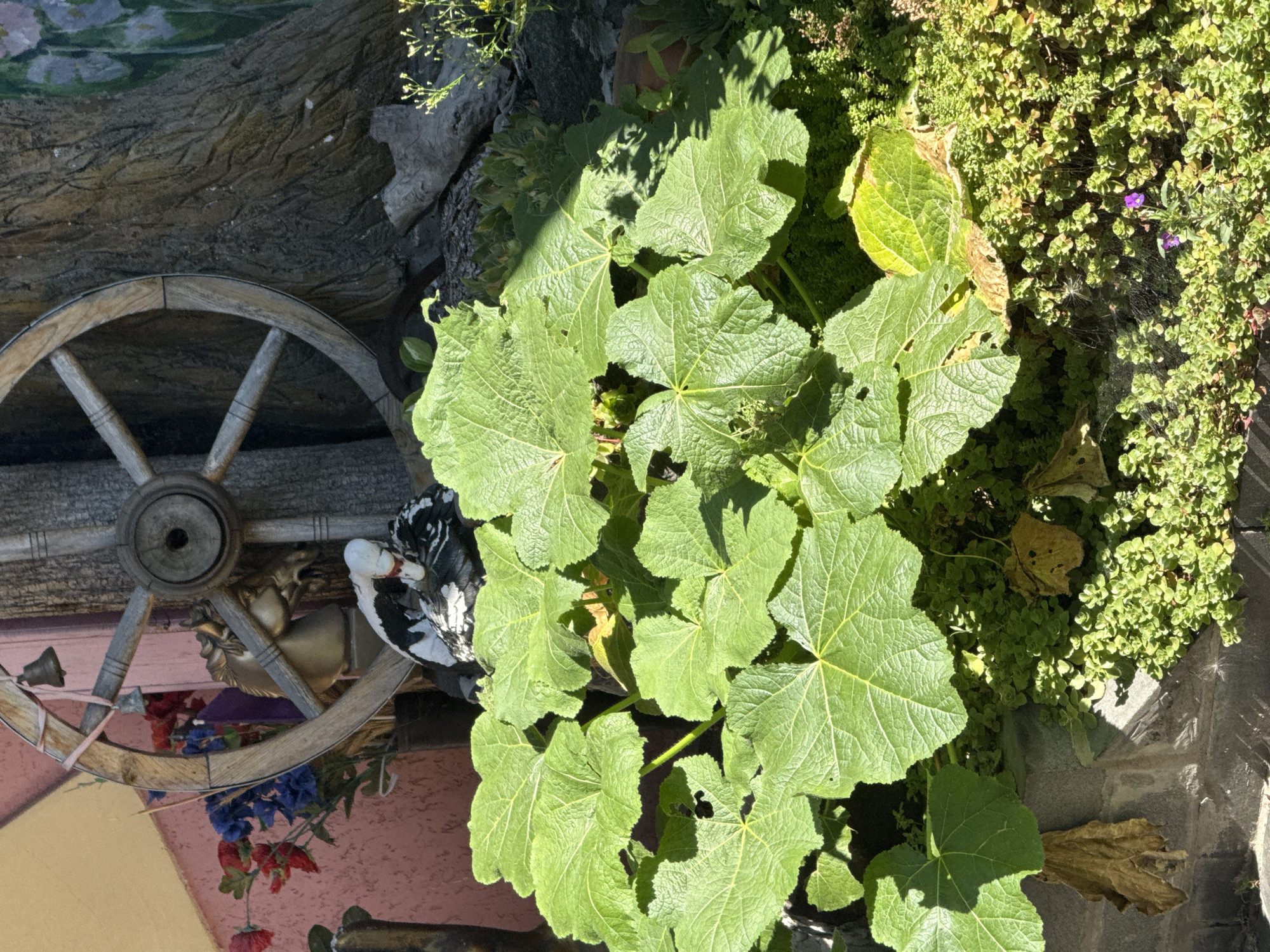 In an outdoor setting, possibly a garden, a weathered wooden wagon wheel is positioned vertically against a tree trunk. The wheel has spokes and a central hub. To the left of the wheel, an artificial gold horse head is visible, and behind it, a dark pot holds artificial flowers, including red and blue blooms. In front of the horse head and wheel, a black and white bird figurine with a red beak is perched. Dominating the foreground are large, green, lobed leaves of a plant, casting shadows. Below the large leaves, smaller green ground cover plants are visible, with a few dry brown leaves interspersed. A small spiderweb is present in the lower right portion of the image. The environment appears to be illuminated by natural sunlight, creating a contrast of light and shadow.