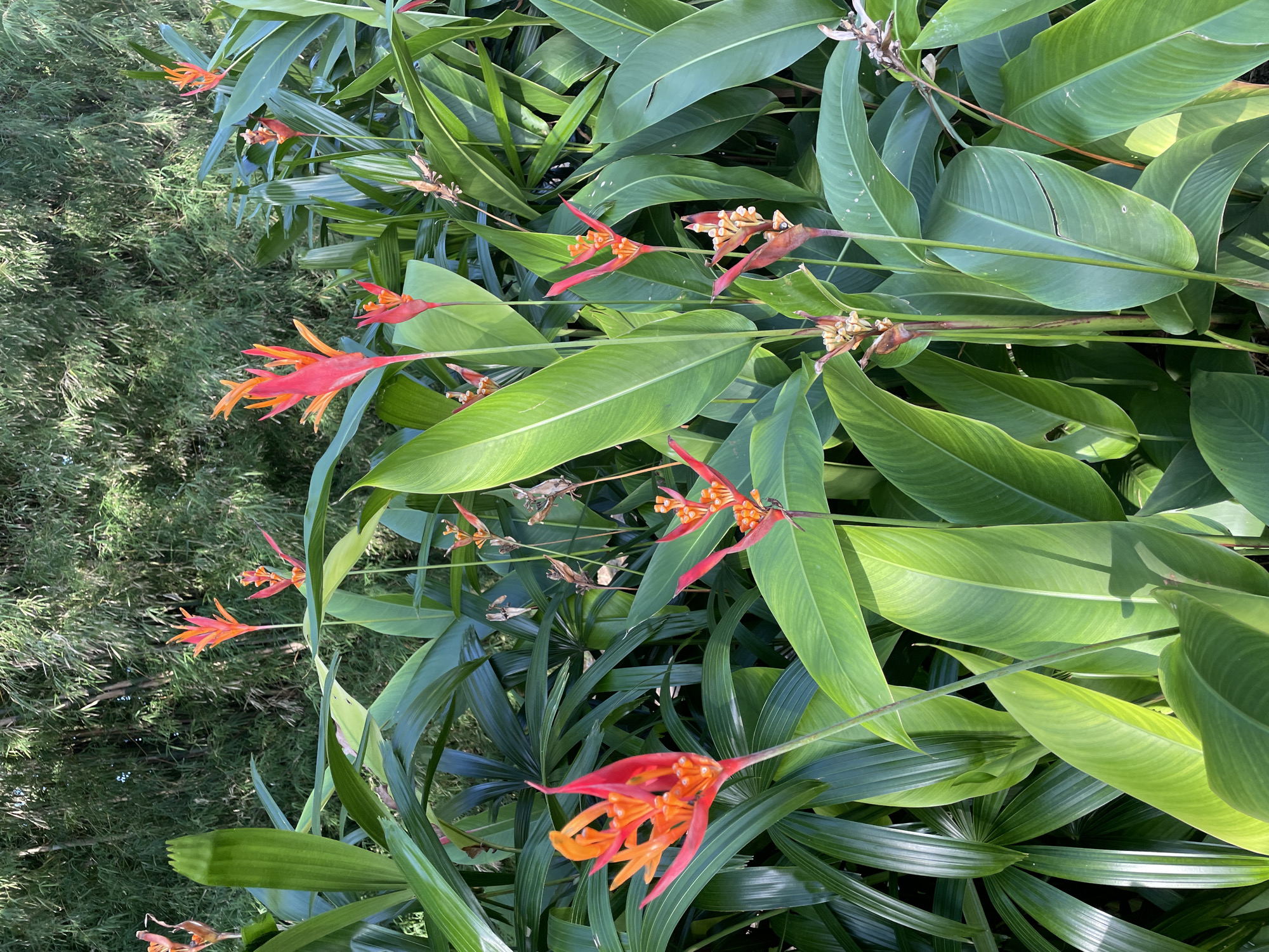 The image presents a vibrant, lush garden scene featuring tropical plants. The main subjects are large, broad-leaved green plants, likely from the ginger or banana family, with prominent veins and varying shades of green, some showing sunlit highlights. Interspersed among these leaves are multiple striking flowers, resembling those of the Heliconia genus, with long, red and orange, boat-shaped bracts enclosing smaller, yellowish-orange floral structures. These flowers are distributed across the frame, some appearing fresh and others possibly in later stages of bloom.
In the background on the left, a dense mass of finer, feathery green foliage, possibly bamboo or a similar plant, provides a softer contrast to the larger leaves and flowers in the foreground. The scene is brightly lit by natural sunlight, indicating daytime, with clear shadows and highlights visible on the foliage and flowers. There is no human activity or visible text in the image. The tropical flora is consistent with the provided location context of Kuta Selatan, Indonesia.