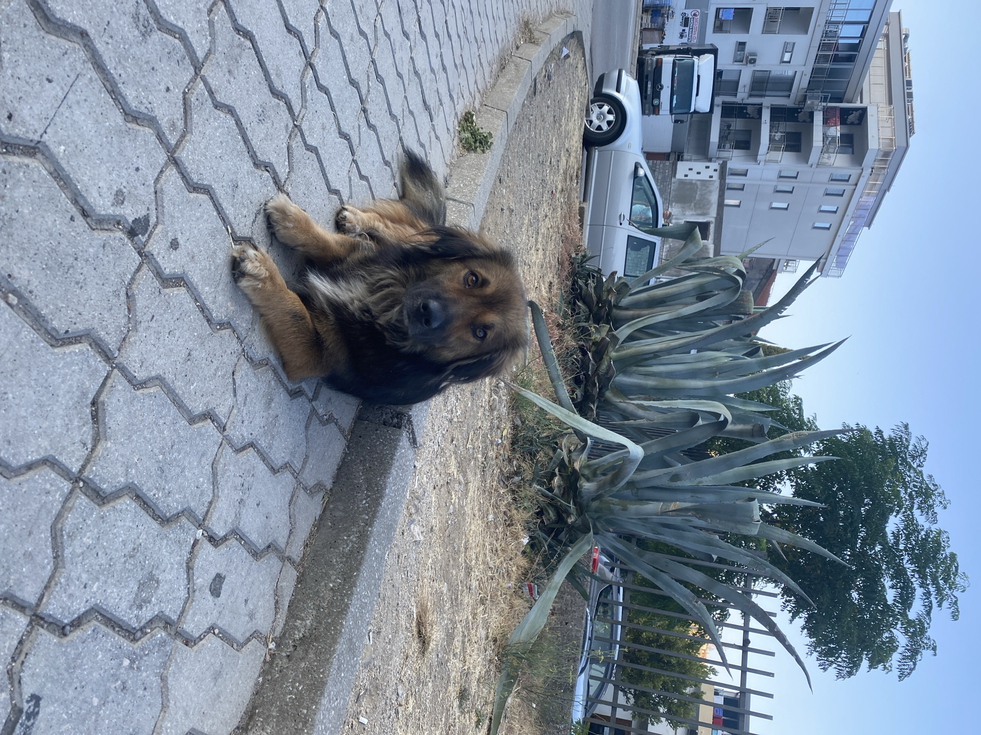 A medium-sized, long-haired dog with brown and black fur is lying on a patterned grey paved sidewalk in Sutomore, Montenegro. The dog is looking towards the camera with its head slightly tilted. Behind the dog, to the right, is a large cluster of agave plants, and a metal fence. In the background, there is a silver car, a white truck, and a multi-story building. The scene appears to be outdoors on a clear day, with a blue sky overhead.
