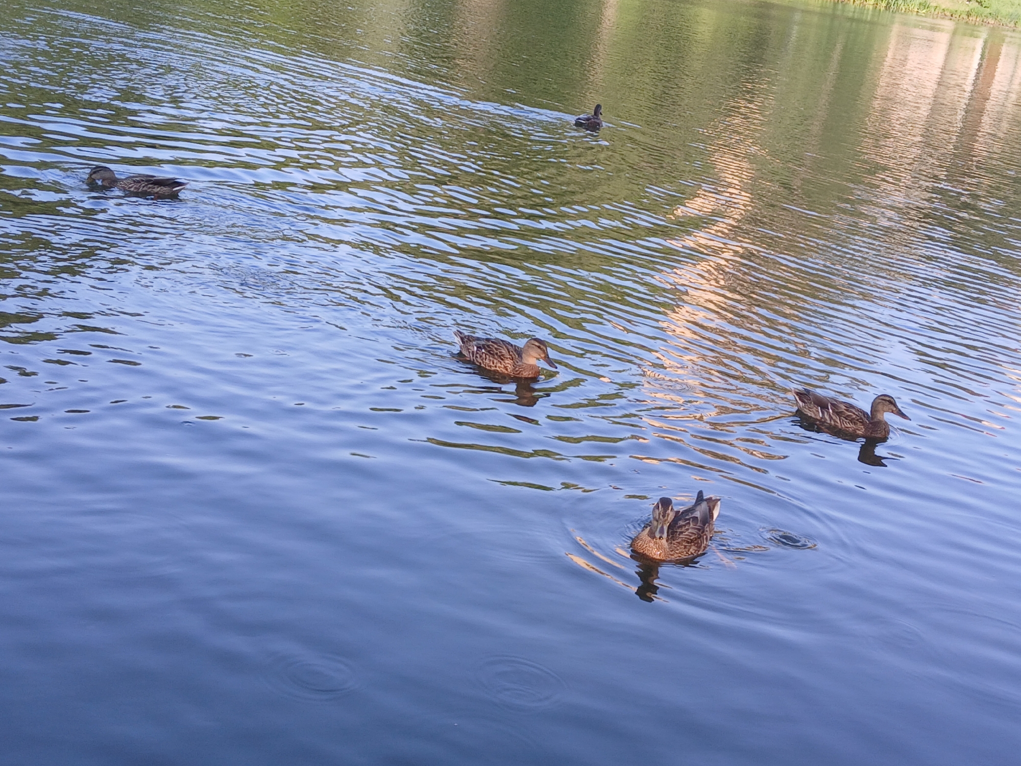This image depicts a serene natural scene with multiple ducks swimming in a body of water. In the foreground, two ducks are visible, one closer to the camera with its head turned towards the viewer, and another slightly further away. In the background, two more ducks are swimming, one further out in the water and another closer to the far bank. The water exhibits ripples, suggesting movement. The environment appears to be a park or natural reserve, with trees and structures reflected on the water's surface. The overall impression is one of tranquility and nature. The image is not geolocated to Cherkessk, Russia, and no information suggests this specific location.