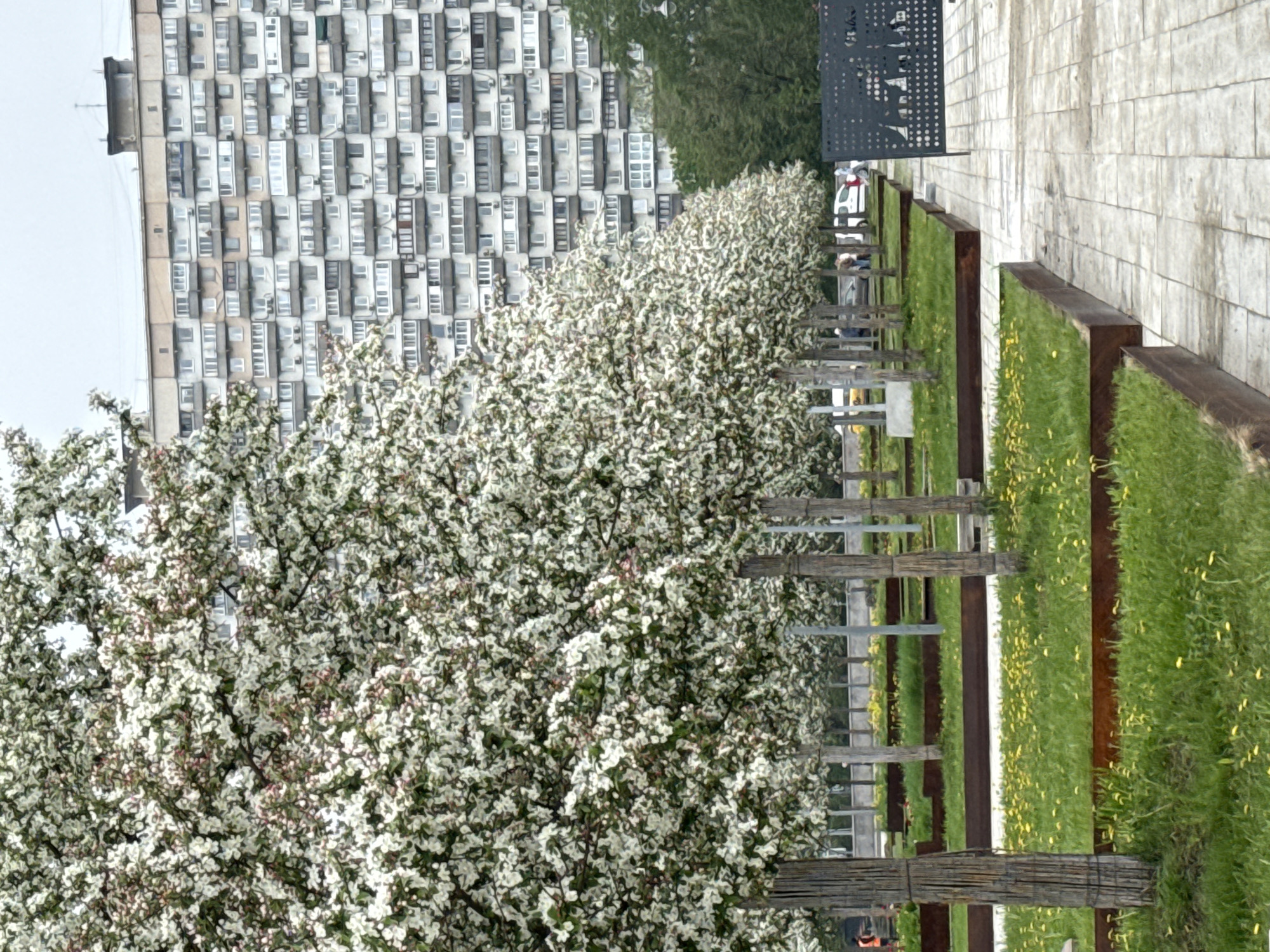 The image shows a public space in Moscow, Russia. A building with a high concentration of windows is visible in the background. The foreground contains a row of flowering trees with white blossoms that partially obscures the view. Adjacent to the trees is a public walkway comprised of light-colored, rectangular pavers. Next to the walkway, there are raised garden beds filled with green grass and small yellow flowers. A series of metal barriers are positioned between the trees and the garden beds. People and a car can be observed in the background, along the walkway. The photograph is slightly rotated clockwise.