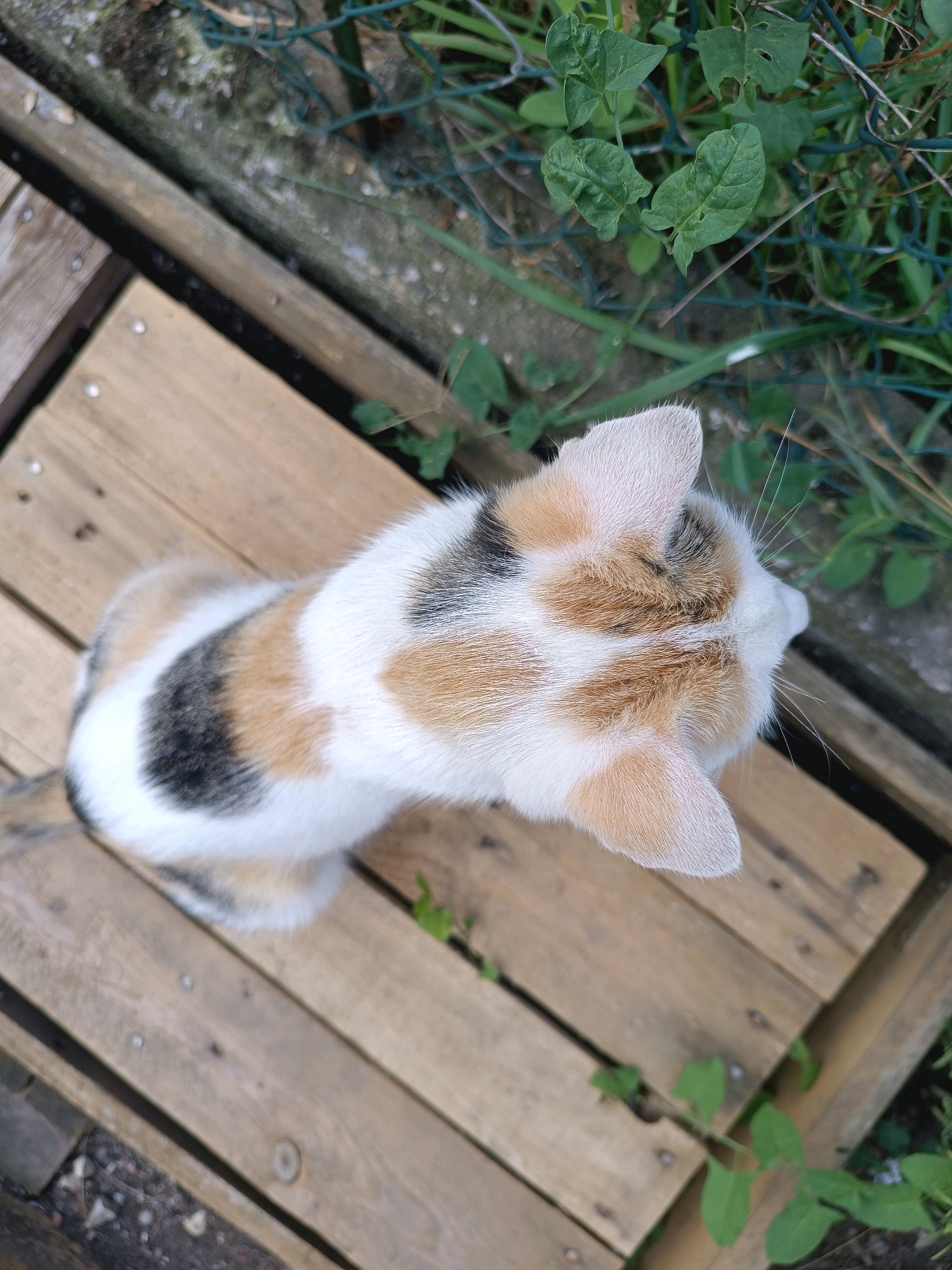 A calico cat with white, orange, and black fur is sitting on a wooden surface outdoors. The cat is viewed from above and its head is turned to the right, looking away from the camera. The wooden surface appears to be made of planks and shows signs of wear. In the background, there is green foliage and a green fence. The scene is lit by natural light, suggesting it is daytime. The location is not specified as Viadana, Italy.