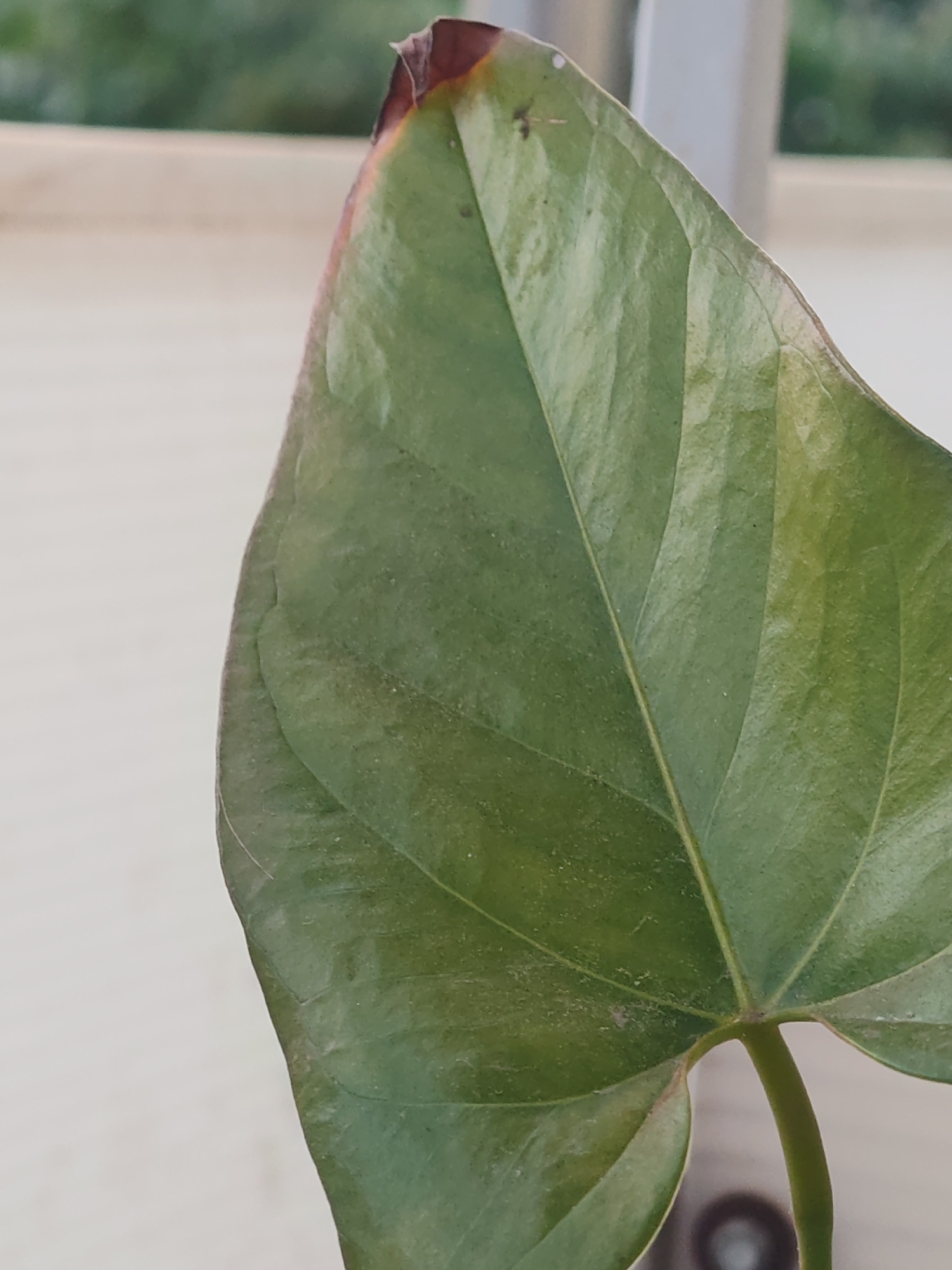 The image, captured in Shumen, Bulgaria, presents a tightly cropped, close-up view of a single plant leaf, likely from an Anthurium due to its characteristic venation. The leaf is predominantly a deep to medium green, displaying prominent, slightly recessed venation with a distinct central vein and branching secondary veins. The leaf surface exhibits a matte finish with subtle textural variations and appears lightly dusted in areas. A significant area of necrosis (tissue death) is observed at the leaf's apex (tip), characterized by a dark brown to nearly black discoloration. This damaged region transitions into a reddish-brown hue before meeting the healthy green tissue. A small, white, possibly reflective speck is present on the upper left edge of the necrotic area. The petiole (leaf stem) is visible in the lower right quadrant, appearing robust and green, connecting to the leaf blade at its base.
The background is heavily blurred, indicating a shallow depth of field. To the left and bottom, the background is a uniform light beige or off-white, consistent with an interior wall or exterior building surface. Towards the upper right, a vertical, out-of-focus light grey or white linear element, possibly a window frame or structural column, separates the immediate background from a more distant, blurred mass of green, indicative of outdoor foliage. A dark, indistinct circular object is partially visible, highly out of focus, in the extreme bottom right corner, beneath the stem. No individuals, animals, or specific actions are depicted within the frame.