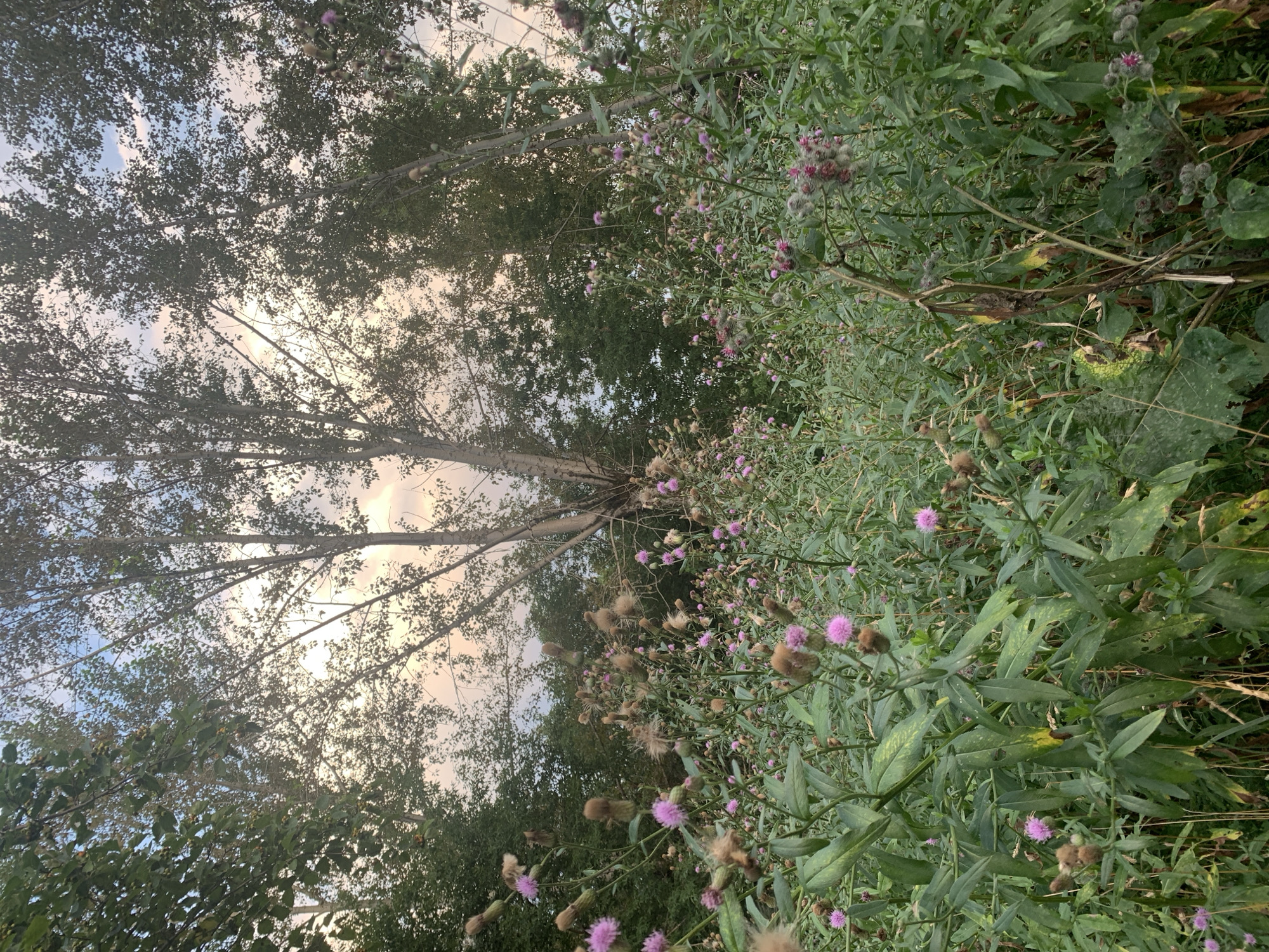 An outdoor, eye-level shot captures a dense thicket of wildflowers and tall trees against a soft, pale sky with a hint of sunset colors. The foreground is filled with a variety of plants, including large green leaves and numerous flowering thistles with pinkish-purple blooms and brown, fuzzy seed heads. The plants are varied in height, creating a lush, overgrown appearance. In the midground and background, tall, slender trees with light-colored bark and dark green foliage rise above the wildflowers. The sky is a pale blue with streaks of pink and white clouds, suggesting it is late afternoon or early evening. The scene is natural and undeveloped, typical of a rural or wild area. There are no people or animals visible in the image, and no indications of the specific location within the city of Asha, Russia.
