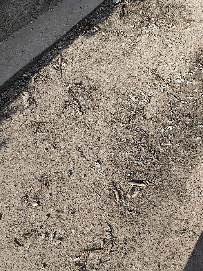The image displays a ground-level view of a debris-strewn, unpaved area in Vinnytsia, Ukraine. The surface primarily consists of dry, light brown soil and fine gravel, with patches of darker, possibly stained earth. A straight, gray concrete edge or curb runs diagonally along the top-left, separating the unpaved ground from a smoother surface out of frame. Scattered across the ground are numerous small white and grey fragments, likely pieces of broken concrete or stone. Also present are dry twigs, small pieces of wood, dried leaves, and several discarded cigarette butts. Distinct spent ammunition casings (appearing metallic and plastic/cardboard) are visible among the debris, alongside various other cylindrical wooden fragments. The scene is illuminated by natural sunlight, casting defined shadows, particularly along the concrete edge. No individuals, animals, vehicles, or active interactions are depicted.