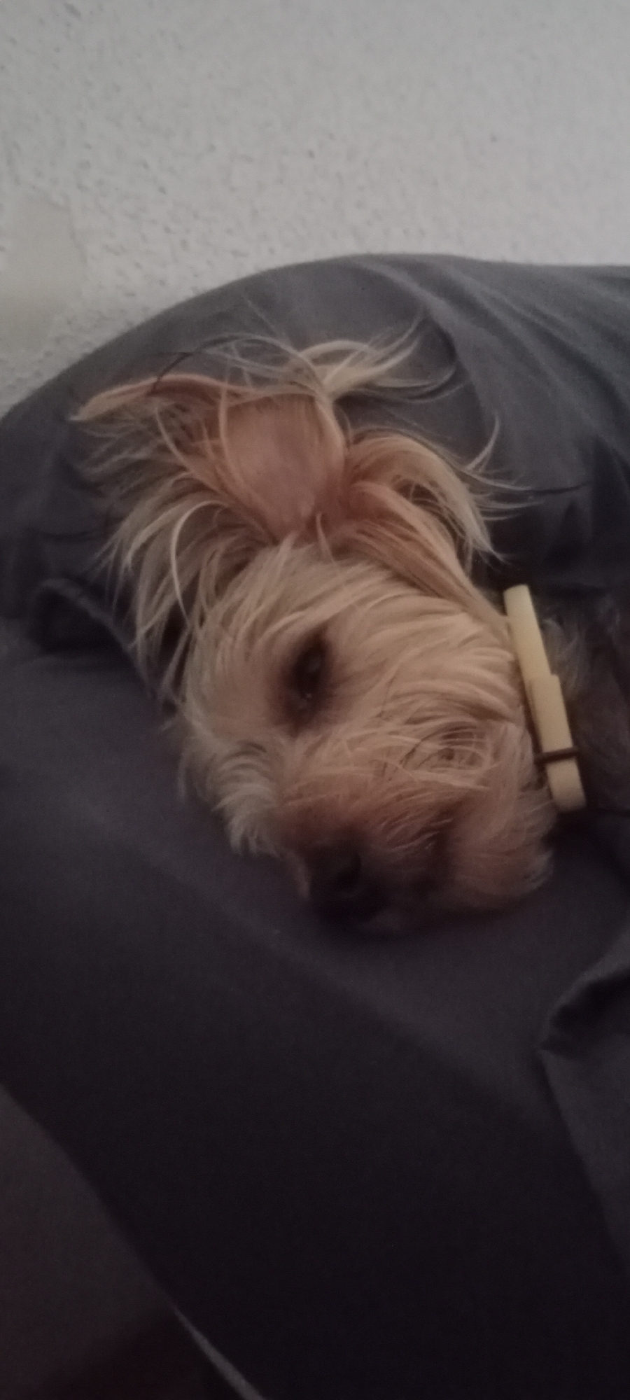 A small, light-brown dog with shaggy fur is lying down, tucked under a dark gray blanket. The dog's head is resting on its side, with its eyes partially closed. A light-colored collar is visible around its neck. The background appears to be a textured, light-colored wall. The scene is indoors, likely a home, in the city of Galapagar, Spain.