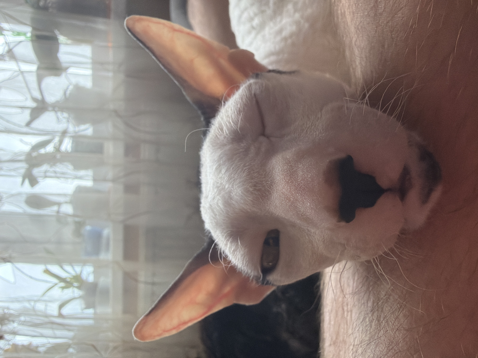 An extreme close-up shot focuses on the face of a white cat with curly fur, lying down. The cat's left eye is partially closed, giving it a sleepy or squinting appearance. Its large ears are prominent, with the inner surfaces illuminated by a warm light source. The cat's muzzle and whiskers are also visible. In the background, out of focus, sheer white curtains are seen against a window, with hints of plants and diffused light suggesting an indoor setting. The lower part of the image shows a portion of a person's bare leg, with visible hair, indicating the cat is resting on someone.