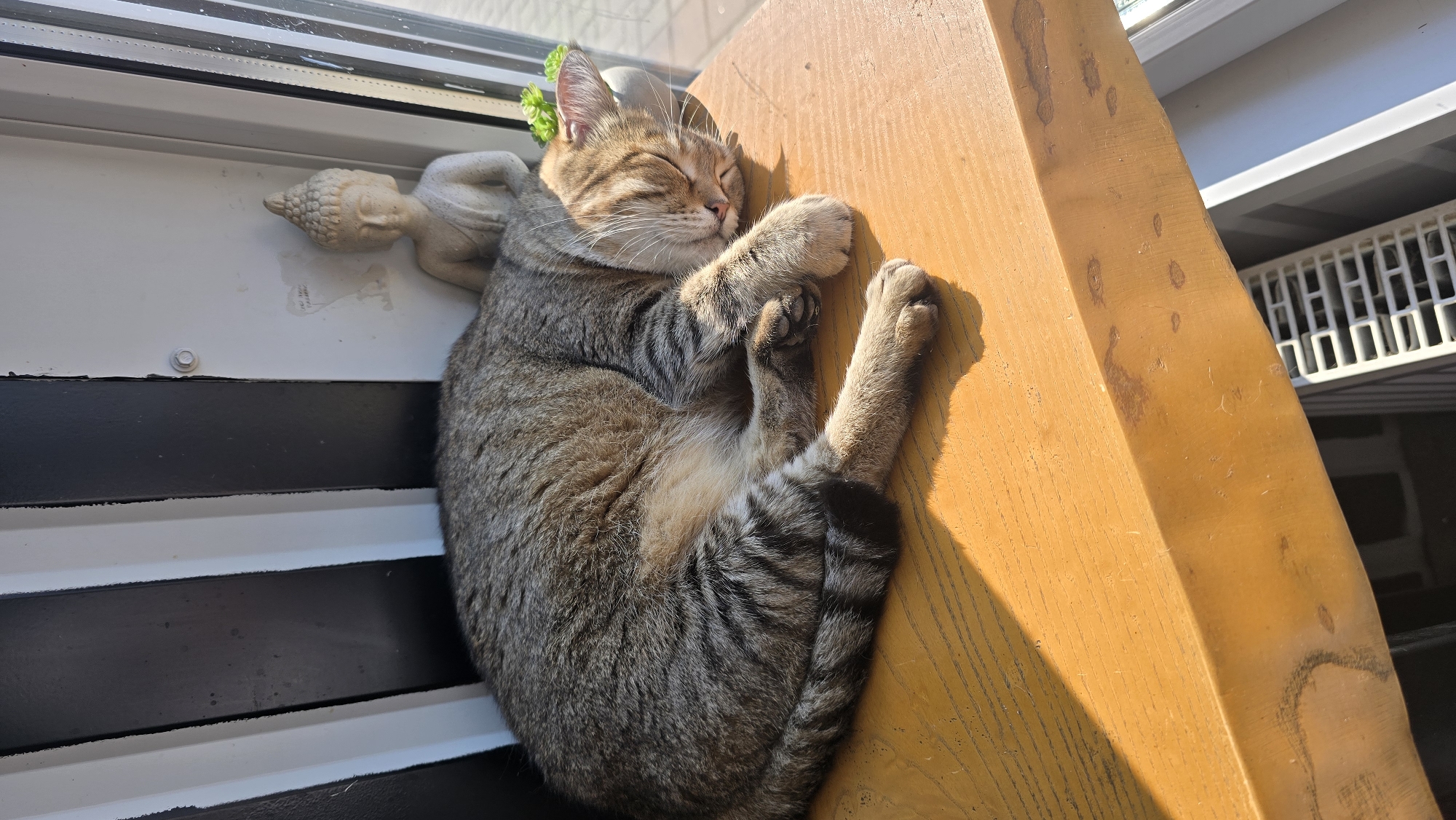 A tabby cat sleeps peacefully on a sunlit wooden shelf next to a small Buddha statue and a succulent plant. The cat is curled up, with its eyes closed and paws tucked in. The shelf appears to be indoors, near a window with vertical blinds, and a white radiator is visible below. The background shows a black and white striped wall and a white door frame. The overall impression is one of tranquility and comfort, with the cat enjoying a warm nap in a serene setting. This scene is located in Novohuivynske, Ukraine.