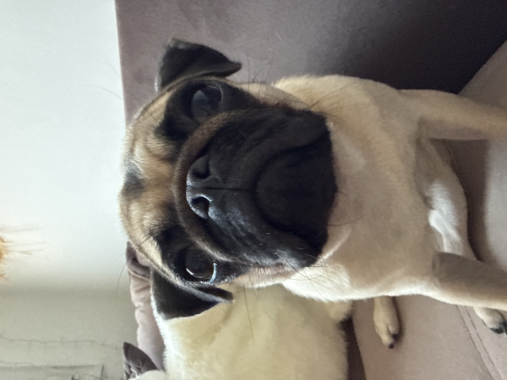 A pug dog with fawn and black coloring sits on a brown couch, looking directly at the camera. The dog's large, dark eyes are prominent, and its snout is deeply wrinkled. Its ears are floppy and dark, and a few fine hairs are visible above its forehead. In the background, to the left, is another pug, mostly out of focus, with a white, fluffy coat. The couch appears to be in a living room setting.