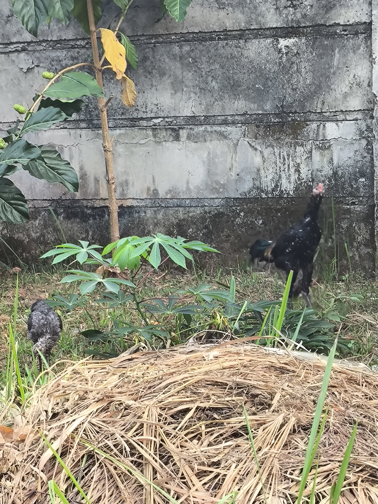 An outdoor, eye-level, medium shot captures a rural or backyard scene in Cilegon, Indonesia. The foreground is dominated by a mound of dry, light-brown straw or hay. Behind the straw, green vegetation and some dry grass cover the ground. In the mid-ground, two chickens are visible. One is a smaller, speckled gray chicken facing left and pecking at the ground. To its right and slightly further back, a larger black rooster stands tall, facing towards the right with its head tilted upwards. The rooster has white speckles on its body and a red comb.
In the background, a rough, gray concrete wall serves as a backdrop. It appears weathered with visible lines and patches of dark staining, suggesting it's an older structure. To the left of the wall, a plant with large green leaves and a thin brown stem is partially visible, with a few small green fruits or buds on its branches. Some of these leaves are yellowing, and one is completely yellow. The overall lighting suggests it is daytime, with diffused light.