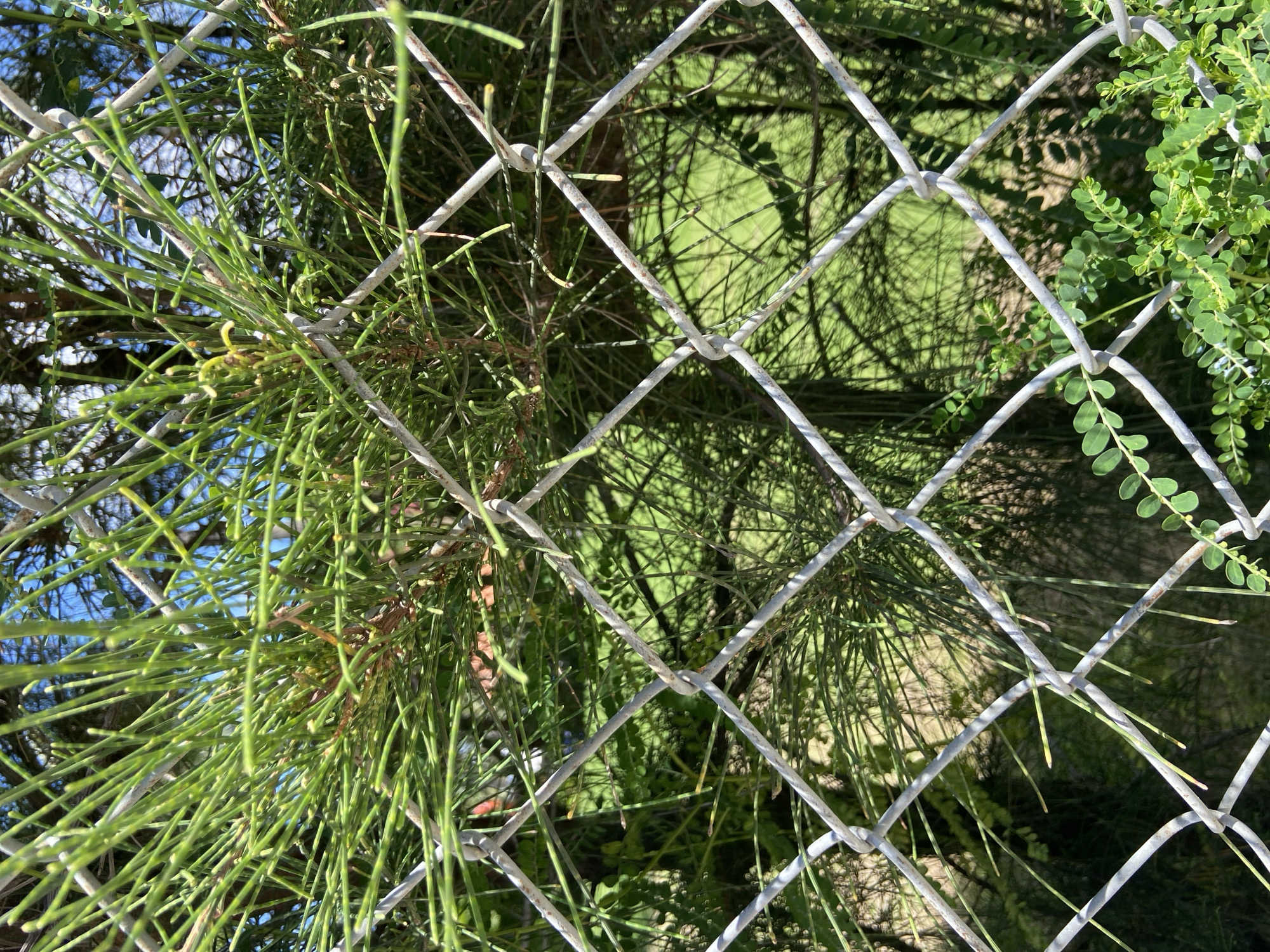This is a close-up, eye-level, outdoor shot of a green, needle-like plant with a wire fence in the foreground. The fence is made of white, galvanized steel chain-link. The plant's thin, bright green stems are clustered and abundant, with some dried brown stems interspersed. The background is blurred, showing more of the plant, trees, green grass, and a bright blue sky with some white clouds. The scene appears to be located in Phu Thuy Ward, Vietnam. There are no people or animals visible in the image.
