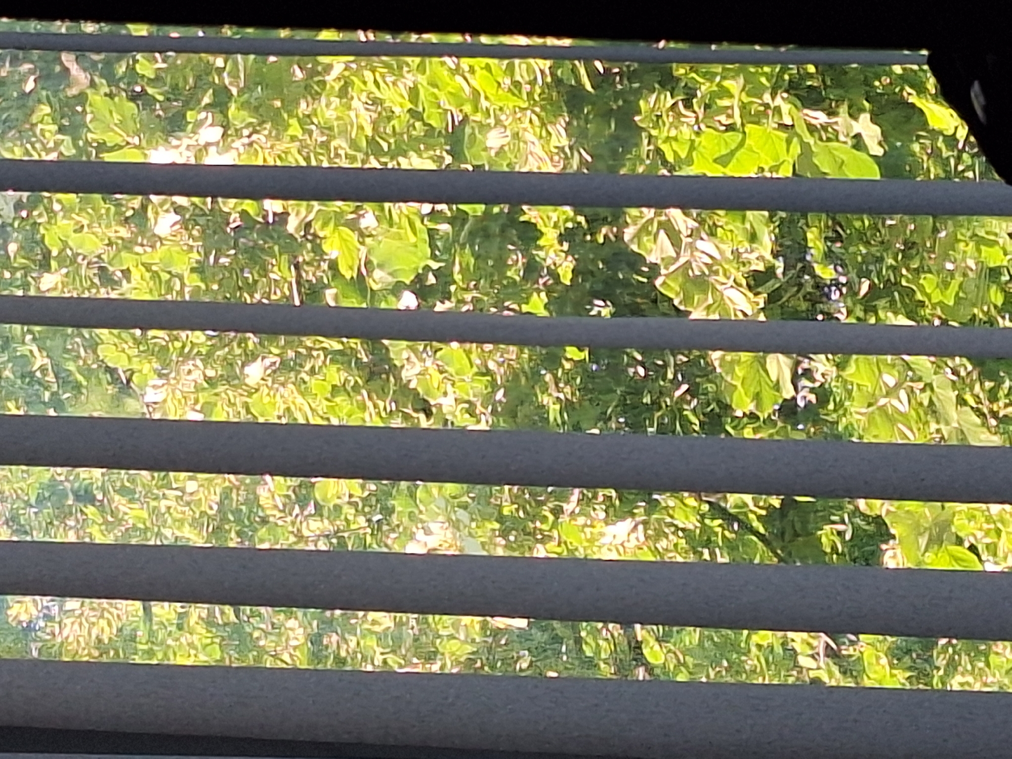 The image shows a view through vertical blinds, with lush green foliage visible in the background. The blinds are a light gray color and are positioned close to the camera, obscuring portions of the scene. The foliage appears to be from trees with large, broad leaves, illuminated by sunlight filtering through the leaves. There are no people or discernable objects other than the blinds and the natural foliage. The scene is likely a residential or park area, given the presence of mature trees. The image does not contain enough information to determine a specific location within Varna, Bulgaria, other than it is an outdoor scene viewed from a window with blinds.