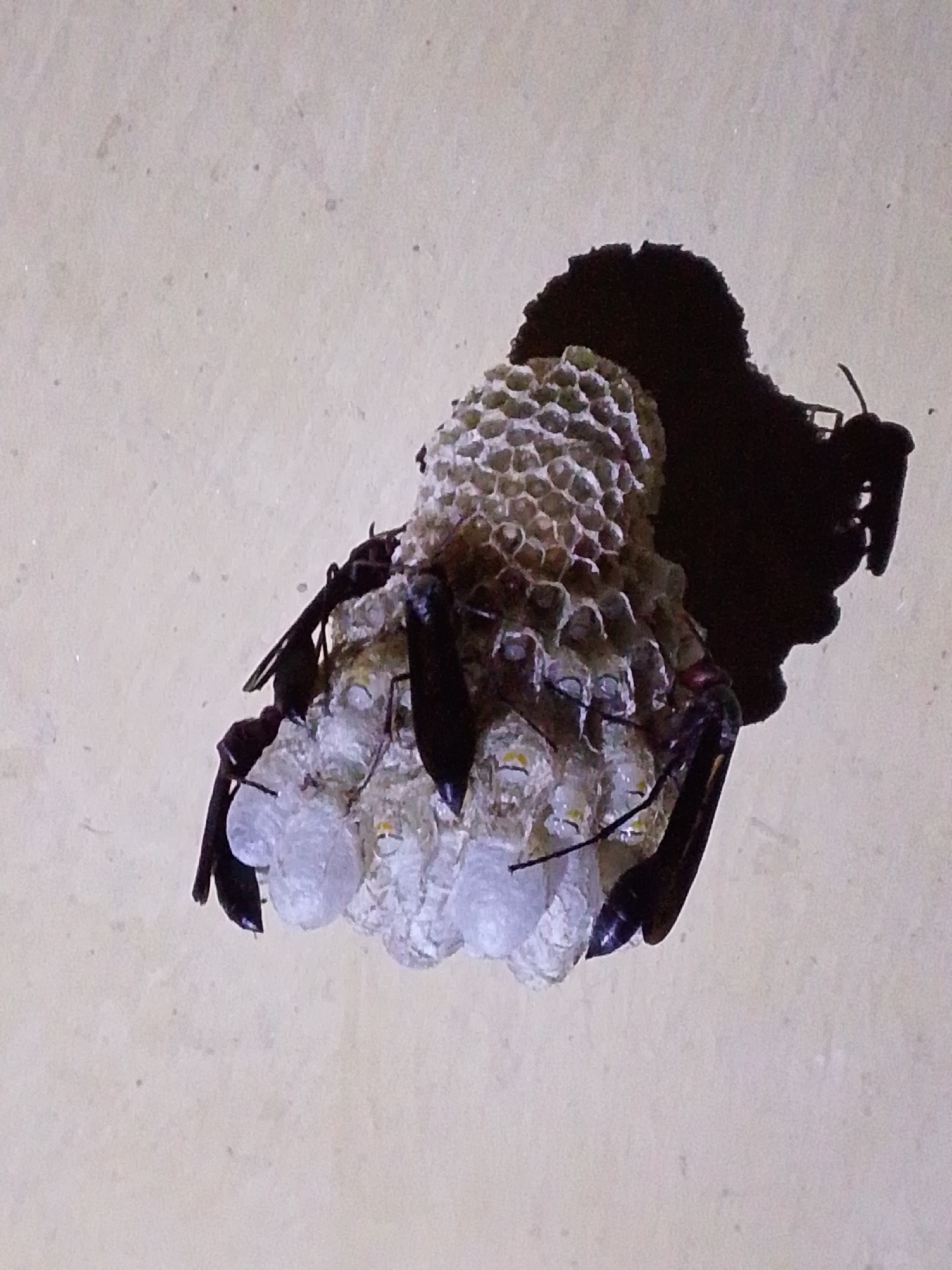 A solitary wasp nest, constructed from a papery, honeycomb-like material and what appears to be mud, hangs precariously from a textured, light-colored surface. The nest contains numerous small, white, oval-shaped cells, some of which have a slightly translucent quality. At least three black, elongated wasps are visible, clinging to the nest. One wasp is positioned at the top, facing away from the viewer, while two others are situated lower down, on the side of the nest. Their wings are folded. The nest casts a prominent, dark shadow on the wall behind it, suggesting a light source from the upper right. The overall scene is devoid of human presence and is captured from a slightly upward angle. The environment appears to be an interior wall, potentially in a building within Serti, Nigeria.