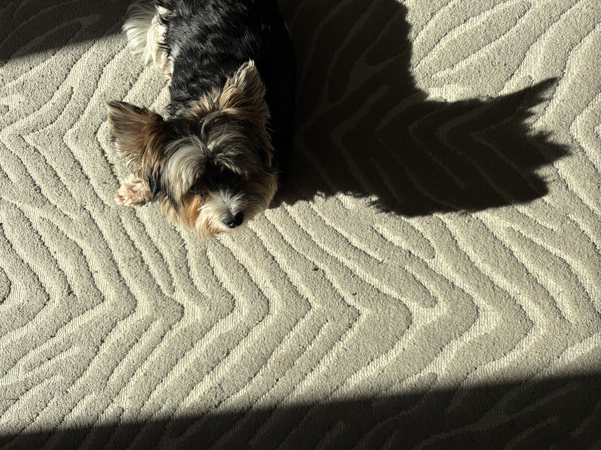 The image shows a small, black and tan Yorkshire Terrier lying on a light-colored, patterned carpet. The dog is positioned in the upper left corner of the frame, with its head facing downwards. A significant portion of the carpet is visible, displaying a chevron or zigzag pattern. Strong, direct sunlight casts a distinct shadow behind and to the right of the dog. The location in the city of Unknown, Unknown is not discernible.