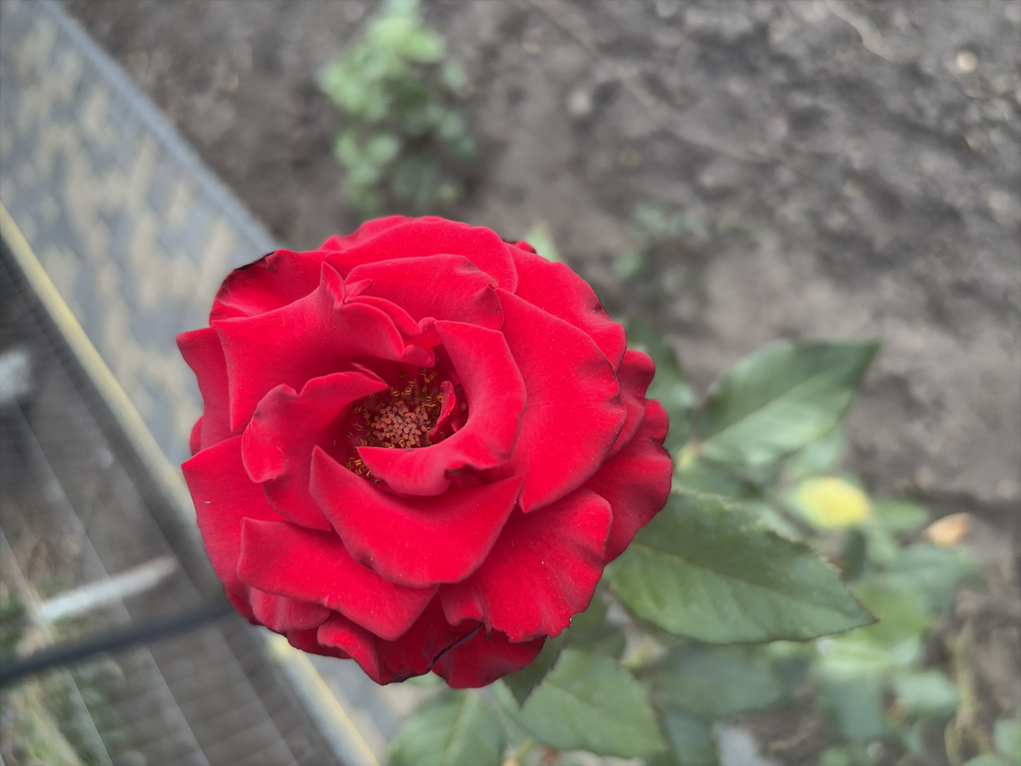 A close-up, low-angle shot shows a vibrant red rose in full bloom. The rose's petals are layered and slightly ruffled, with a darker hue at the edges and a textured center filled with stamen. The flower is positioned slightly to the left of the frame, with its stem and a few green leaves visible below. The background is blurred, showing a neutral-colored, paved walkway with a yellow stripe, suggesting an outdoor setting. To the right of the walkway, the ground is covered in dark soil with some scattered pebbles and sparse green vegetation. A thin, grey fence is visible in the upper left portion of the image, partially obscuring a blurred background that appears to be a residential area or garden. The scene is devoid of any human presence. The location is identified as Oxentea, Moldova.