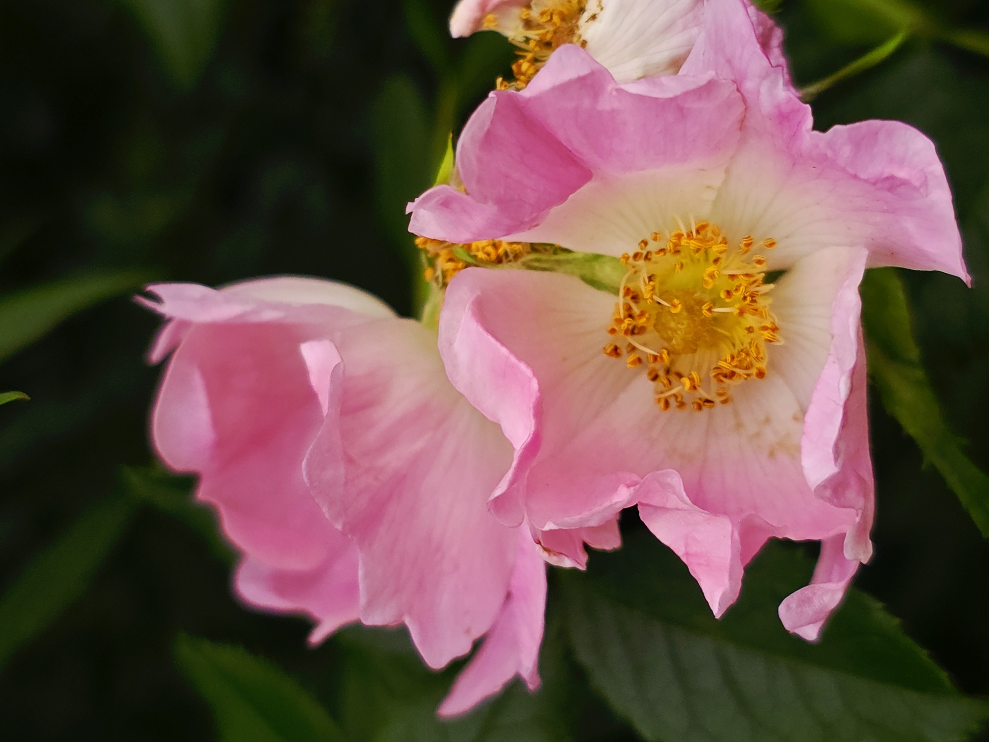 The image shows a close-up of two pink flowers, likely roses, against a blurred background of green leaves. The flower on the right is in full bloom, displaying its petals and a yellow center with stamens. The flower on the left is partially visible and appears to be a similar type. The location is Unknown, Unknown. There are no people visible in the image.