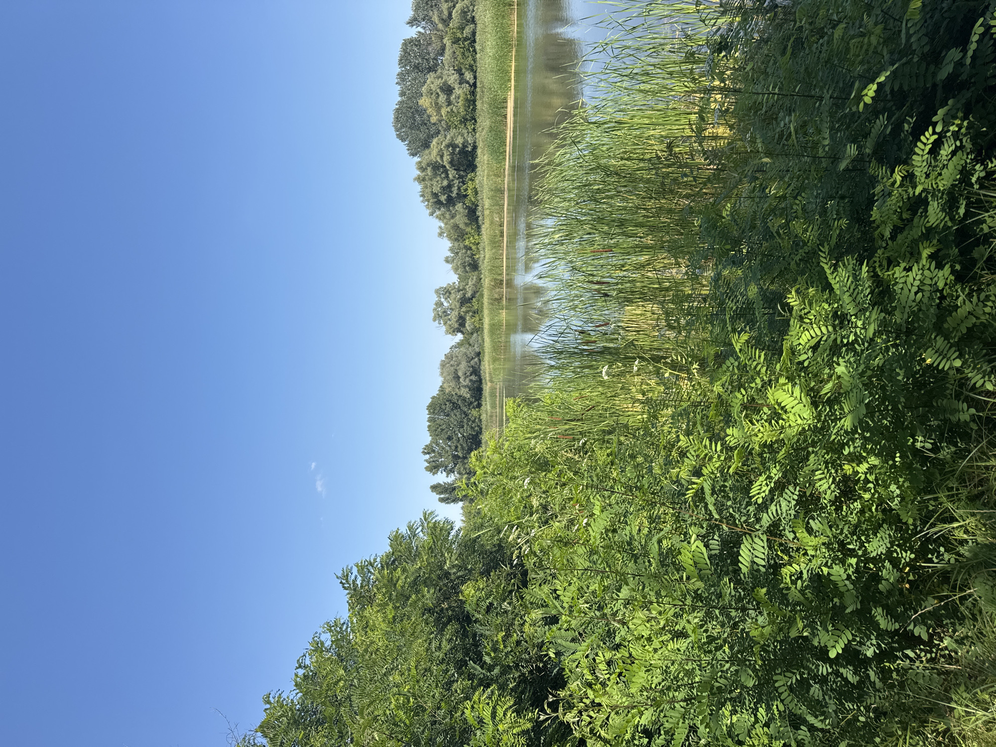 The image depicts a serene natural landscape with a body of water, likely a river or a lake, under a clear blue sky. Lush green vegetation, including trees and reeds, lines the shore. The water reflects the surrounding greenery and the sky, creating a tranquil atmosphere. The scene is characteristic of the natural environment found in and around Chykalivka, Ukraine, which is known for its scenic beauty and proximity to water bodies and green spaces. There are no people or animals visible in the image, focusing solely on the natural elements of the environment.