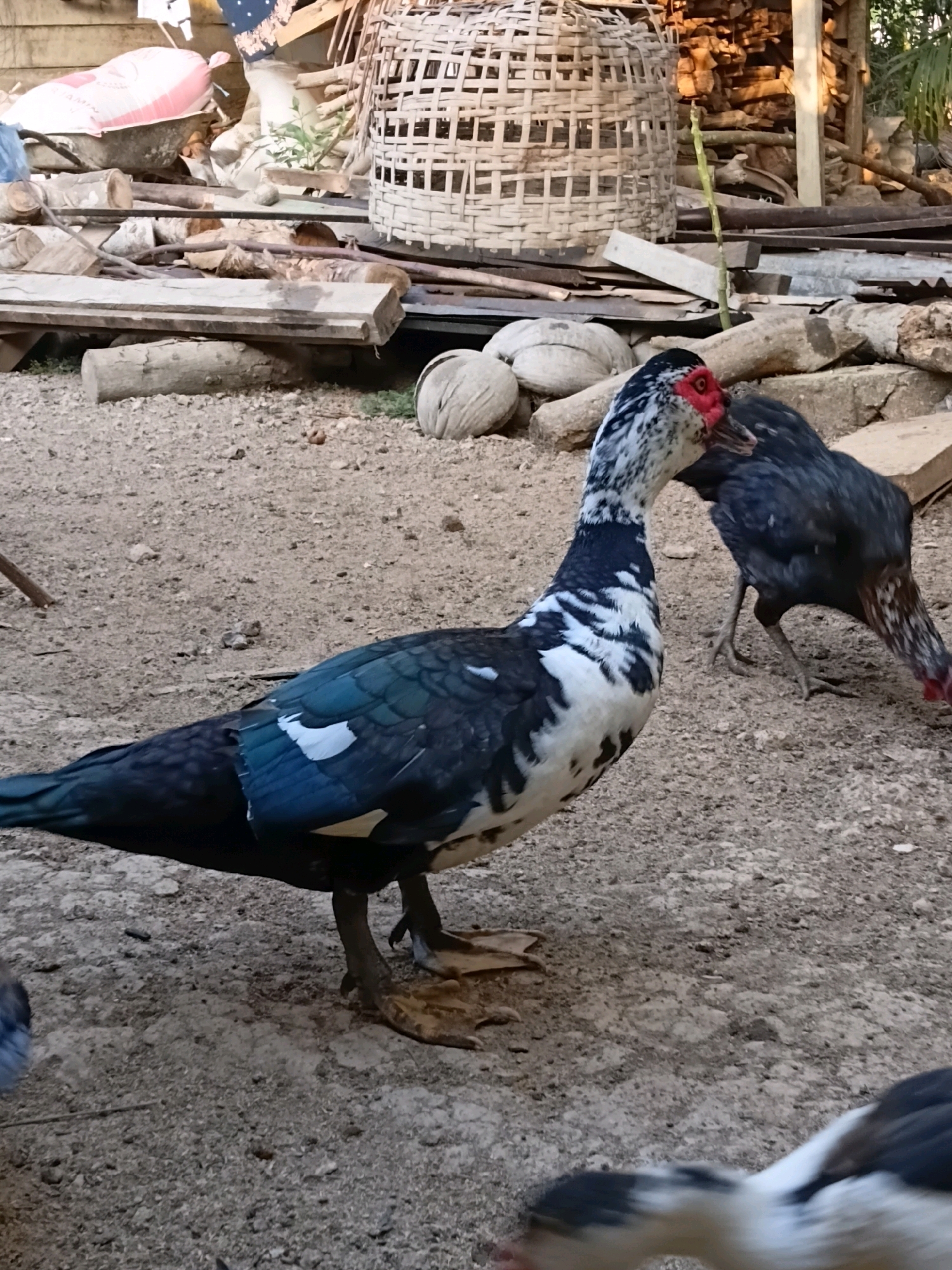 The image shows a Muscovy duck with black and white plumage, red facial skin, and webbed feet standing on a dirt ground. Behind it, a dark-feathered chicken is pecking at the ground. In the background, there are piles of firewood, a woven basket, and what appear to be coconuts. The scene depicts a rural outdoor setting, possibly a backyard or farm, in Margo Rukun, Indonesia. The overall environment is rustic and unkempt, with natural light suggesting it was taken during the day.