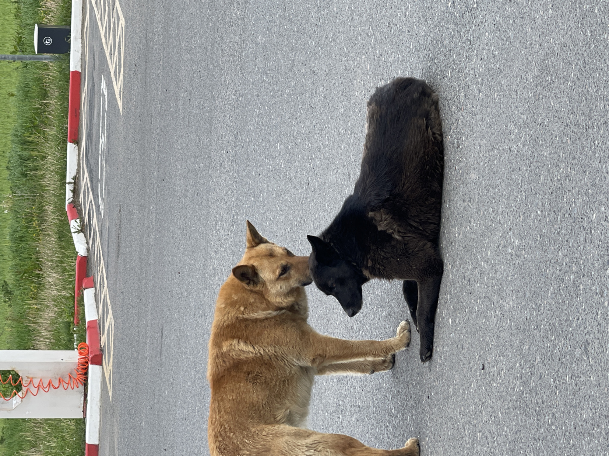 Two dogs, one tan and one black, are interacting in an asphalt area. The tan dog is standing on its hind legs and appears to be touching noses with the black dog, which is lying down. The asphalt area is marked with white and yellow lines, and there's a red and white curb visible on the left side of the image. A grassy area and a black trash receptacle are also visible in the background. The scene is likely in Бавыкино, Russia.