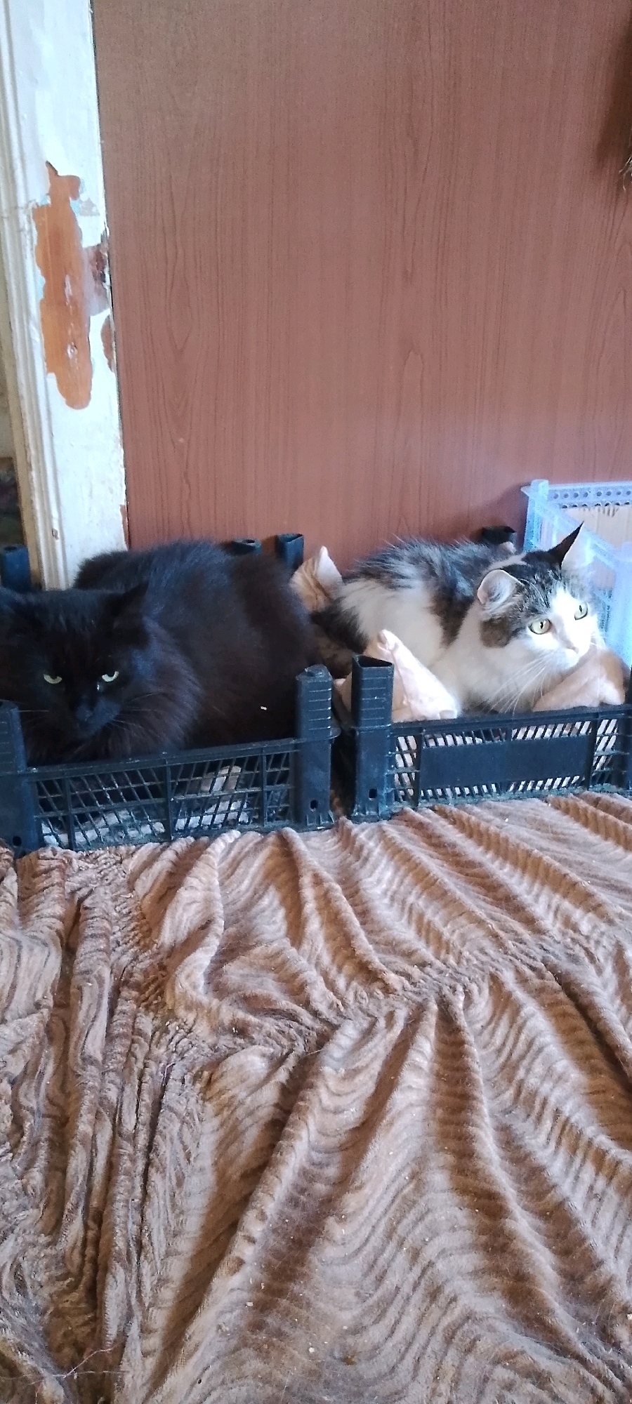 Two cats are lying in black plastic crates on a brown, textured blanket. The cat on the left is entirely black with green eyes, and the cat on the right is multi-colored with white, grey, and brown fur and green eyes. The crates are placed in front of a wooden door, which appears to be a closet door. To the left of the door, a portion of a white-painted wall is visible, with peeling paint revealing a darker layer beneath. The scene is indoors, suggesting a residential setting. The image does not provide enough information to determine the specific location within the city of Belgorod, Russia.