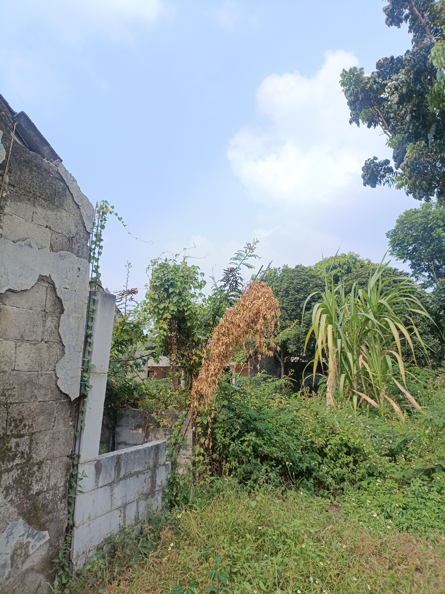 The image shows an overgrown yard with a partially damaged concrete structure on the left. The structure appears to be a wall with peeling plaster and a concrete pillar covered in green vines. In the background, there are various types of vegetation, including trees and tall green stalks, possibly sugar cane. Some of the foliage is dry and brown, contrasting with the lush green areas. The sky is visible in the upper part of the image, with scattered clouds. There are no people or animals visible in the scene. The location is described as being in the city of Cariu, Indonesia, suggesting a tropical or subtropical environment. The overall impression is one of neglect and overgrowth.