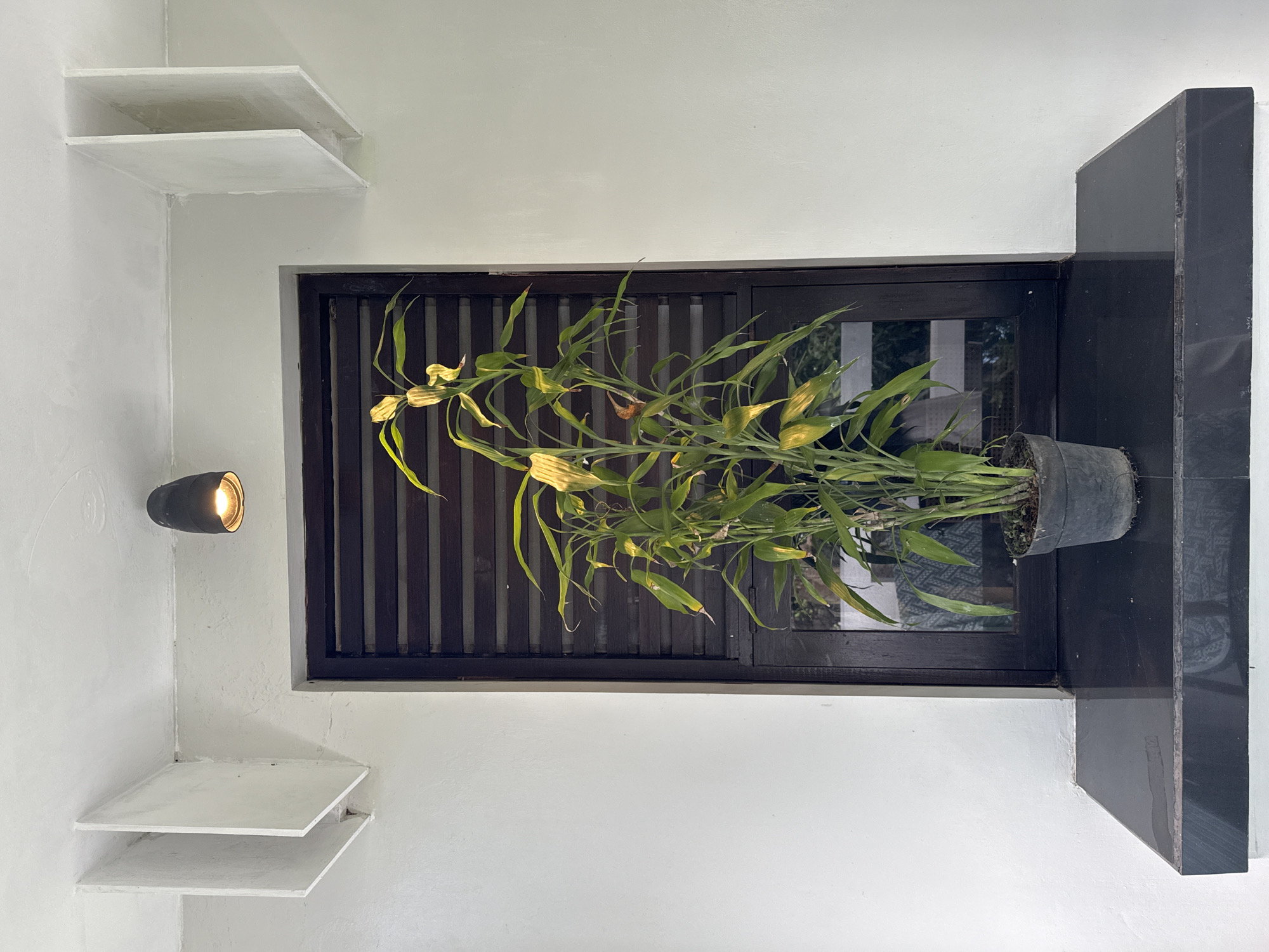 A potted plant is situated on a window ledge in a room with white walls. The plant has green and yellow leaves and appears to be thriving. The window is framed with dark brown wood, and black marble is placed next to the window frame. A light fixture is installed on the wall to the left of the window. There are two white shelves on the wall near the top and bottom left corners. The location is in Kuta Selatan, Indonesia.