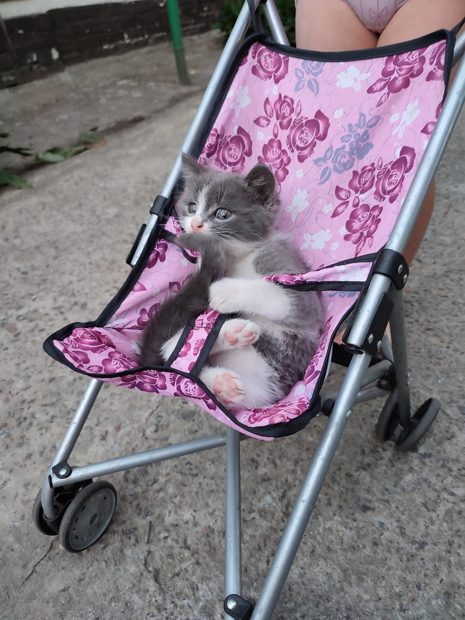 A small, grey and white kitten sits in a pink stroller adorned with a floral pattern. The kitten is nestled in the stroller's fabric seat, with its front paws resting on its belly. Its eyes are wide and its ears are perked, giving it an alert and curious expression. The stroller is made of silver-colored metal and has black trim. It has two wheels visible at the bottom, suggesting it's designed for outdoor use. A person's legs, wearing light-colored shorts, are partially visible behind the stroller, indicating they are holding or pushing it.
The scene appears to be outdoors, with a concrete or paved surface visible on the ground. The background is slightly blurred, showing some greenery and a dark, possibly wooden structure. The lighting suggests it is daytime, possibly late afternoon or early evening, given the soft light. The overall mood is one of domesticity and cuteness, with the kitten being the central focus of the image. The location context provided is Shyshaky, Ukraine. There is no visible text in the image.