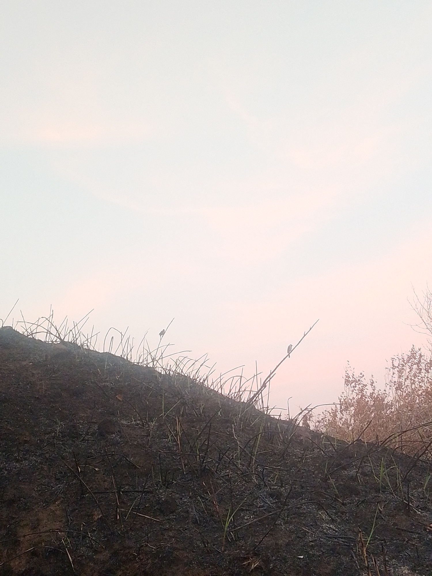 The image depicts a landscape in Buyungon, Indonesia, characterized by a grassy hill with patches of burnt vegetation. The ground is covered with dark, ashy soil and charred plant matter, with some new green shoots emerging. Two small birds are perched on thin branches that extend upwards from the burnt area. The sky is a pale, hazy mix of white and pink, suggesting either dawn or dusk. The overall scene conveys a sense of post-fire recovery and resilience in nature.