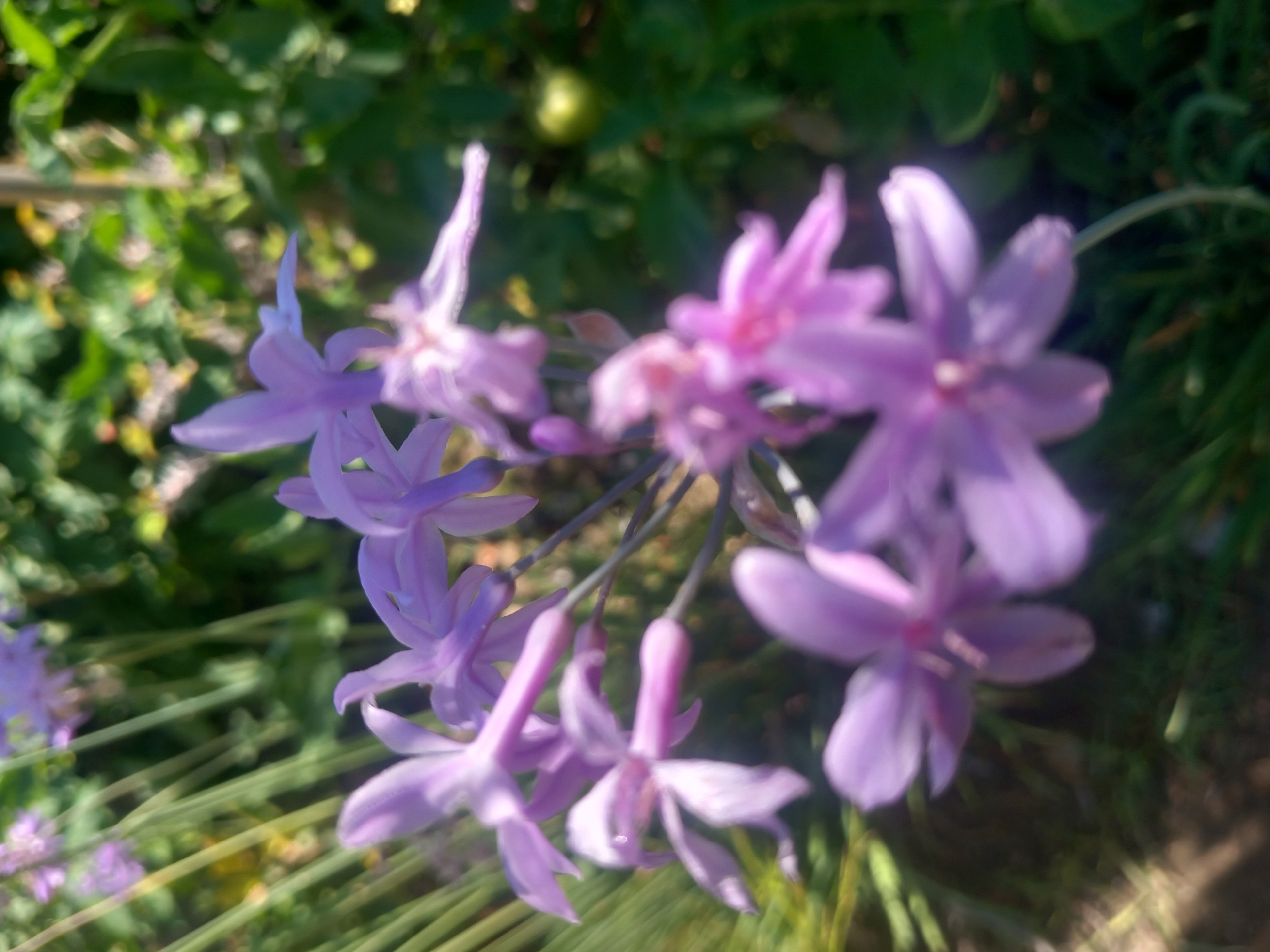 The image displays a close-up, out-of-focus view of several delicate, star-shaped purple flowers with thin, light green stems. The flowers are clustered together, with some in sharp focus and others blurred. The background consists of lush green foliage, suggesting an outdoor garden setting. A small, round, green object, possibly a fruit or berry, is visible in the upper right quadrant of the image, further emphasizing the natural environment. The lighting suggests a sunny day, casting dappled light and shadows across the scene. The overall impression is one of natural beauty and gentle growth.
