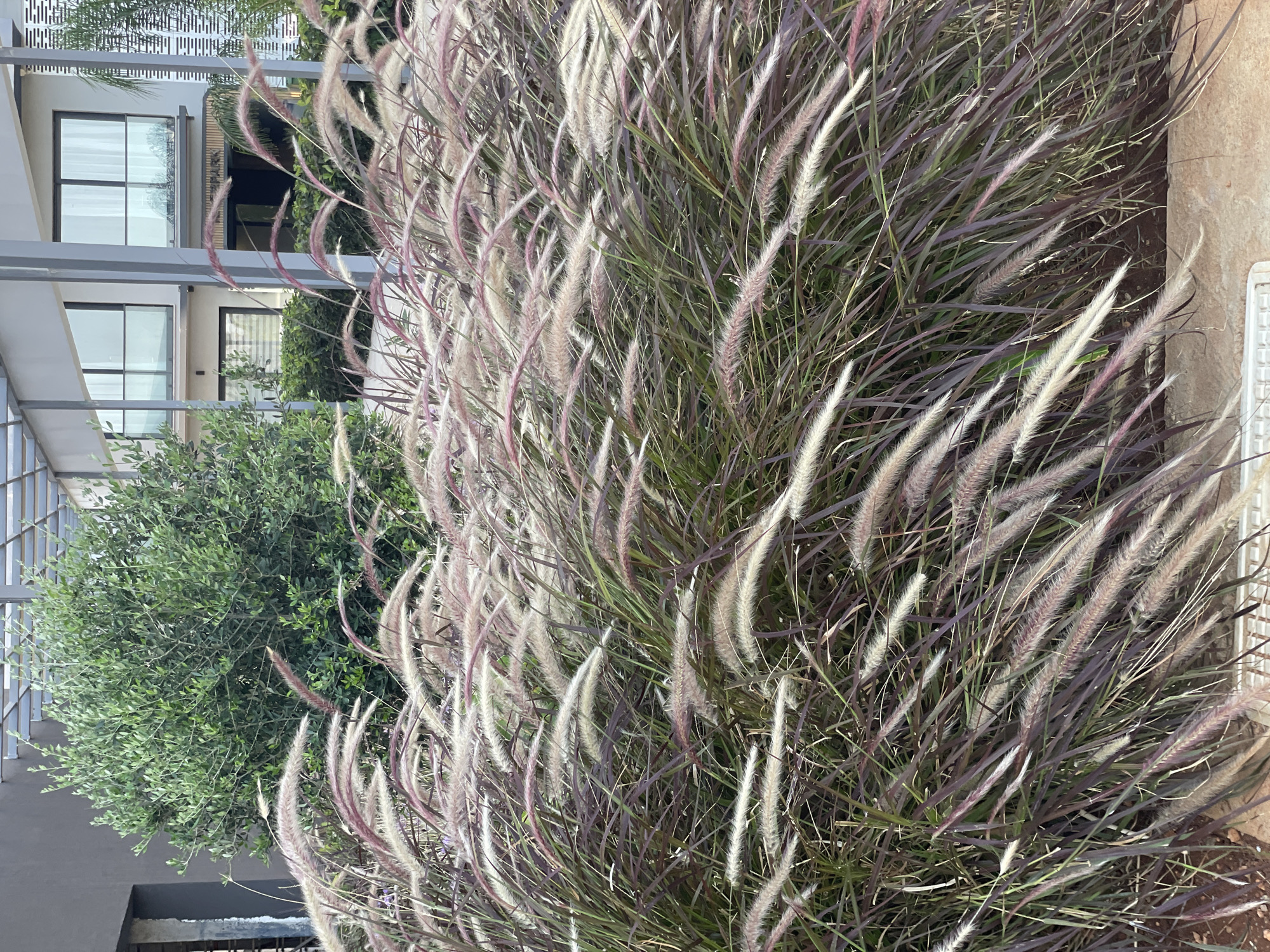 A close-up, medium shot captures a dense cluster of ornamental grass in the foreground, characterized by its deep purple-red leaves and feathery plumes. The grass appears to be wind-swept, with many of the plumes leaning to the right. Behind the grass, a large, leafy green bush is visible. Further in the background, a modern building with white pillars and large windows can be seen. The overall scene suggests an outdoor setting, possibly a garden or courtyard within a residential or commercial area. The location is identified as Trikomo, Northern Cyprus.