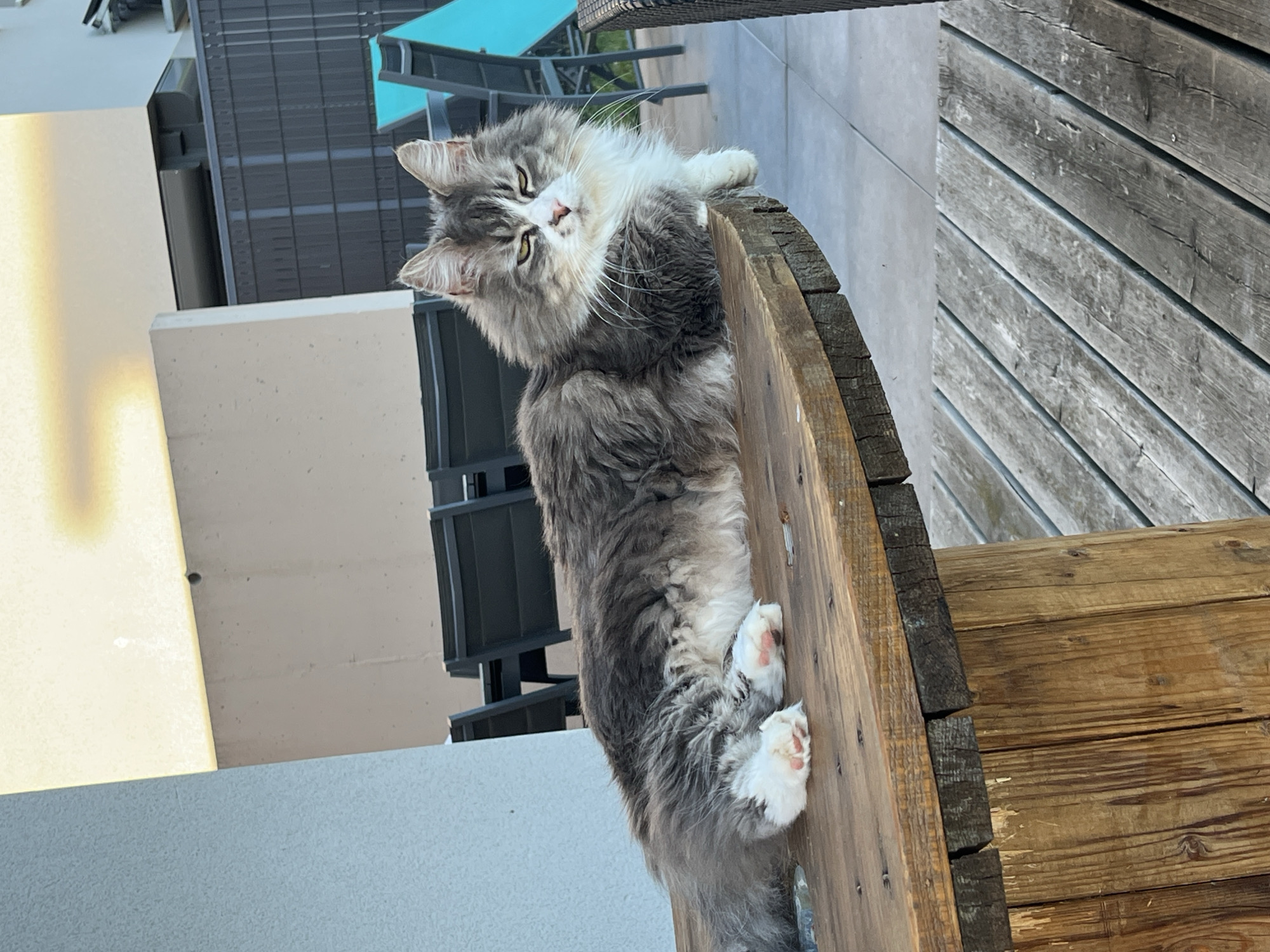 The image shows a long-haired grey and white cat lying on a wooden spool table outdoors. The cat is positioned horizontally across the table, facing the viewer with its head turned slightly to the left. Its fur is fluffy, and it has distinctive grey markings on its face and body, with white fur on its chest and paws. The cat's eyes are narrowed, giving it a somewhat stern expression. Its front paws are extended forward, with visible pink toe beans. The wooden table appears to be made from reclaimed wood, with visible grain and nail heads. In the background, there are outdoor chairs and a dark fence, with a light-colored wall and building structure. The overall environment suggests a patio or outdoor seating area. The location in Chambœuf, France is not discernible from the image itself.