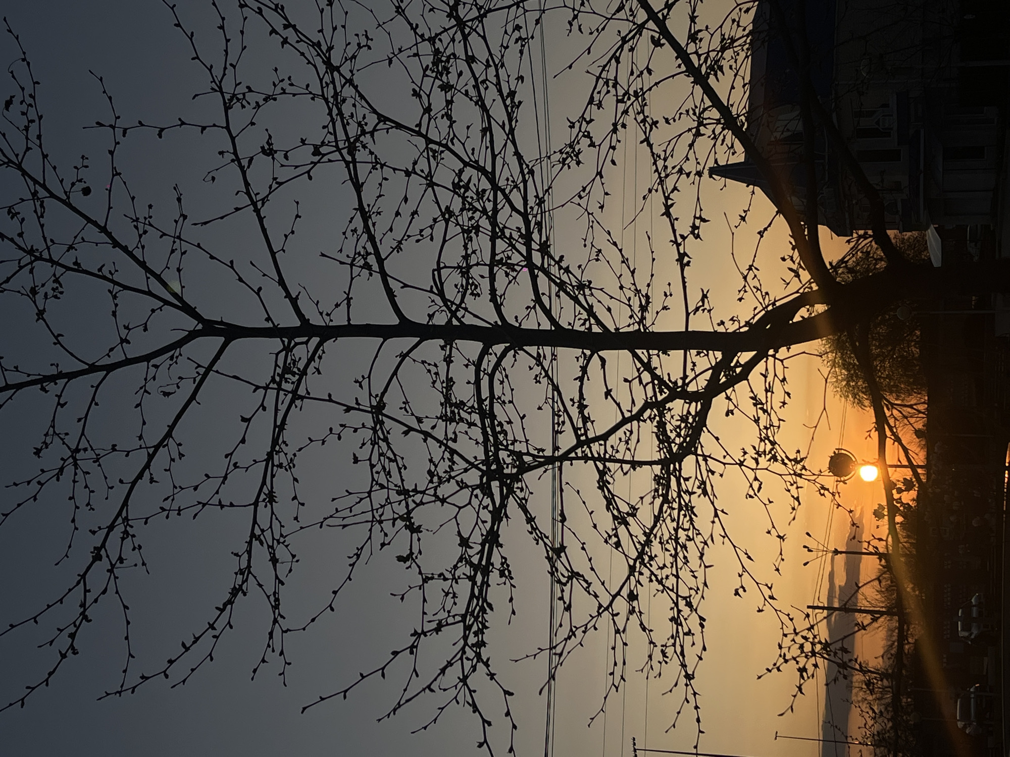 The image captures a serene sunset scene in Novopokrovskaya, Russia, characterized by strong backlighting that creates dramatic silhouettes. A large, deciduous tree with numerous bare branches and small, visible buds dominates the foreground, stretching across the frame. Its intricate branch network is sharply defined against the gradient sky.
The sky transitions from a darker, muted blue-grey on the left to a vibrant, warm orange and yellow hue on the right, indicating the setting sun. The sun itself is a bright, intense orb positioned on the right side of the frame, partially obscured by tree branches and emitting noticeable light rays.
To the right, a street light or lamp post is visible, also silhouetted against the bright sky, and appears to be illuminated by the sun rather than switched on. Utility lines run horizontally through the upper-middle section of the image, crossing behind the tree branches. In the distant background on the far right, faint outlines of buildings or structures and other trees can be discerned, all cast in shadow.
The scene conveys the peaceful atmosphere of late afternoon or early evening, likely in late winter or early spring given the budding branches. There are no people visible, and no specific activity or event is taking place beyond the natural progression of the day. No visible text is present in the image.