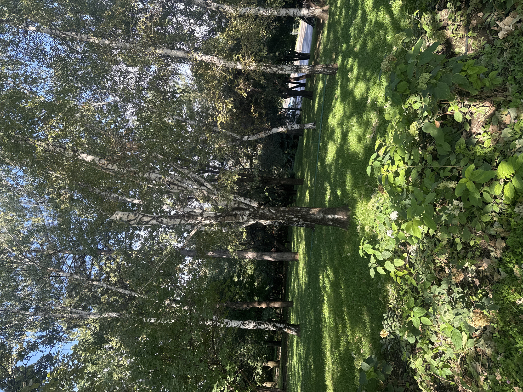 A sun-dappled grassy clearing is framed by numerous tall trees, predominantly birches with their distinctive white and black bark, and other deciduous trees with dense green foliage. The ground is covered in lush green grass with patches of sunlight creating a mosaic of light and shadow. In the foreground, a cluster of leafy plants and some dried flower heads are visible. The background shows more trees and a hint of a paved road and a vehicle, suggesting an urban park setting. The scene is set in the city of Almaty, Kazakhstan. There are no people present.