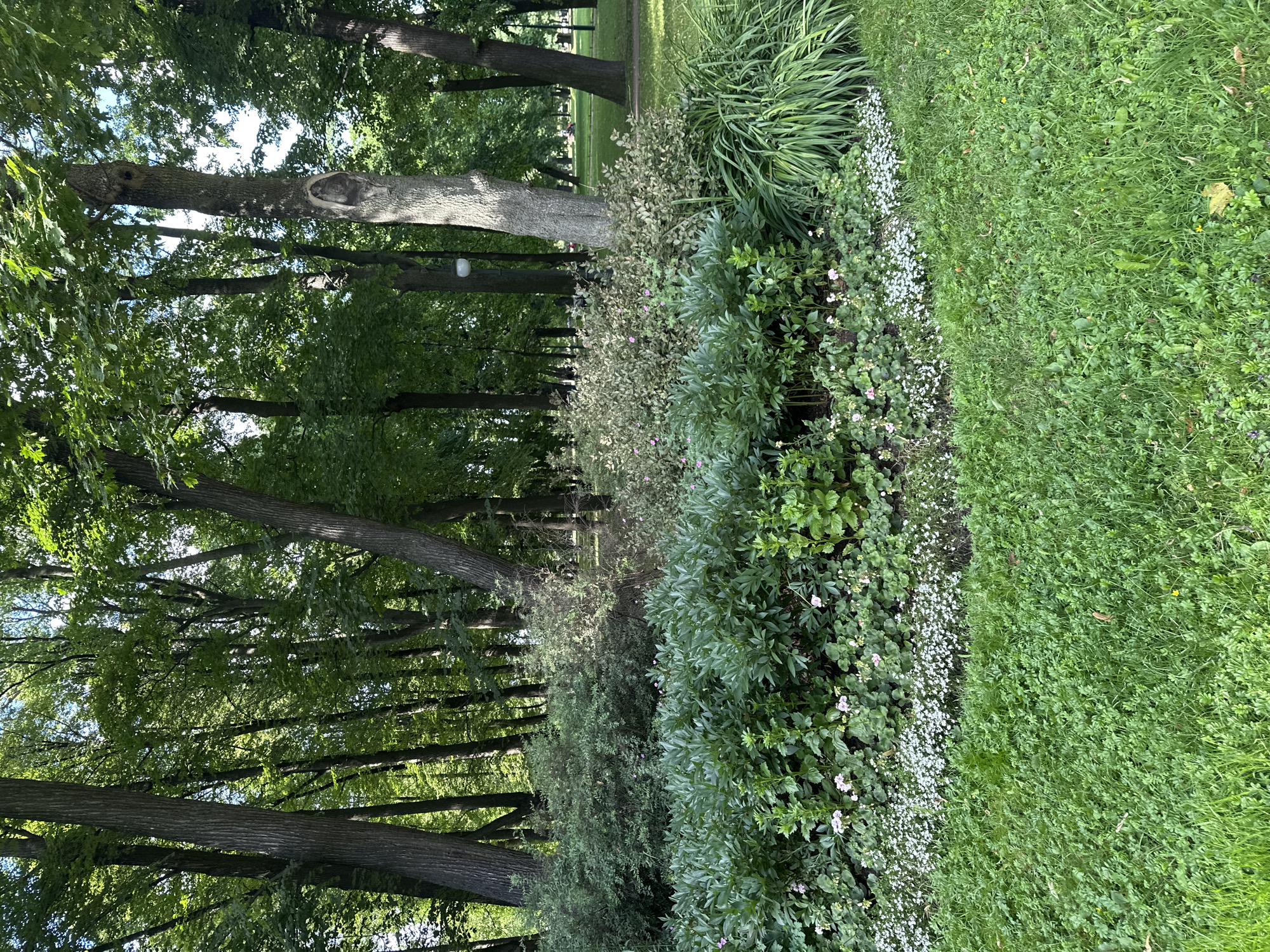 This image depicts a vibrant garden scene in Saint Petersburg, Russia. The setting is a lush park with mature trees lining a path, creating a dappled sunlight effect. In the foreground, a meticulously maintained flowerbed showcases a variety of plants. A dense border of green foliage is interspersed with delicate white and pink blossoms, suggesting a late spring or summer bloom. To the right of the flowerbed, a well-manicured lawn stretches out, its vibrant green color indicating healthy growth. The overall impression is one of natural beauty and careful cultivation. The time of day appears to be morning or afternoon, with the sun casting soft shadows. The weather seems pleasant, conducive to outdoor enjoyment of the park. There are no visible people or objects that dominate the scene, allowing the focus to remain on the natural elements and the arrangement of the garden. The image conveys a sense of tranquility and peacefulness.