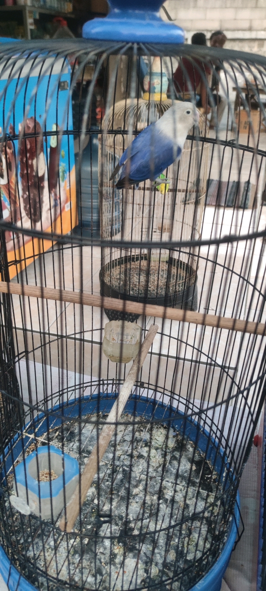 In the city of Tebel, Indonesia, a medium shot captures two lovebirds inside a black wire cage. The larger bird, positioned in the foreground, has a predominantly blue body with a white head. It is perched on a thin wooden dowel. Behind it, a smaller, predominantly yellow bird is also visible on a dowel. The cage floor is covered with a mixture of birdseed and droppings, with a blue plastic tray visible at the bottom. A small, clear plastic water dish hangs on the side of the cage. The background is blurred, showing what appears to be a brick wall and indistinct figures of people, possibly shoppers or vendors, in a market-like setting. A partially visible blue structure, possibly a canopy or roof, is at the top of the cage.