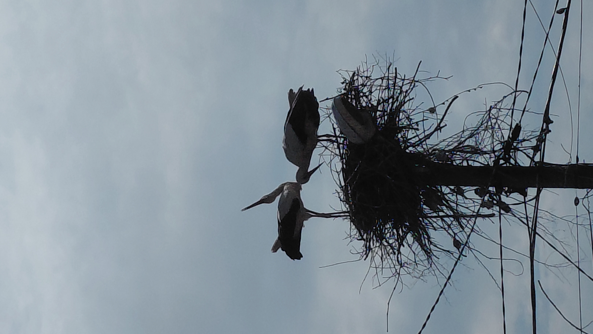 The image displays a pair of storks at their nest, set against an overcast sky, viewed from a low angle looking upwards. A large, intricate nest, constructed from dark branches and twigs, is perched atop what appears to be a utility pole or a sturdy tree trunk. Several dark utility wires extend around the nest and pole, silhouetted against the bright backdrop.
Two storks are prominent: one adult bird is positioned above another, seemingly engaged in feeding. Its head is lowered towards the open beak of the bird below it, which appears to be a younger bird or chick, partially visible at the nest's edge. A third bird is faintly discernible deeper within the nest structure. The birds exhibit their characteristic white plumage with dark flight feathers, which appear dark due to backlighting.
The sky is a uniform, light gray, indicating a cloudy or overcast day. The scene captures a moment of parental care within a stork family, highlighting their adaptation to nesting on man-made structures in a natural or semi-urban environment. No text is visible in the image.