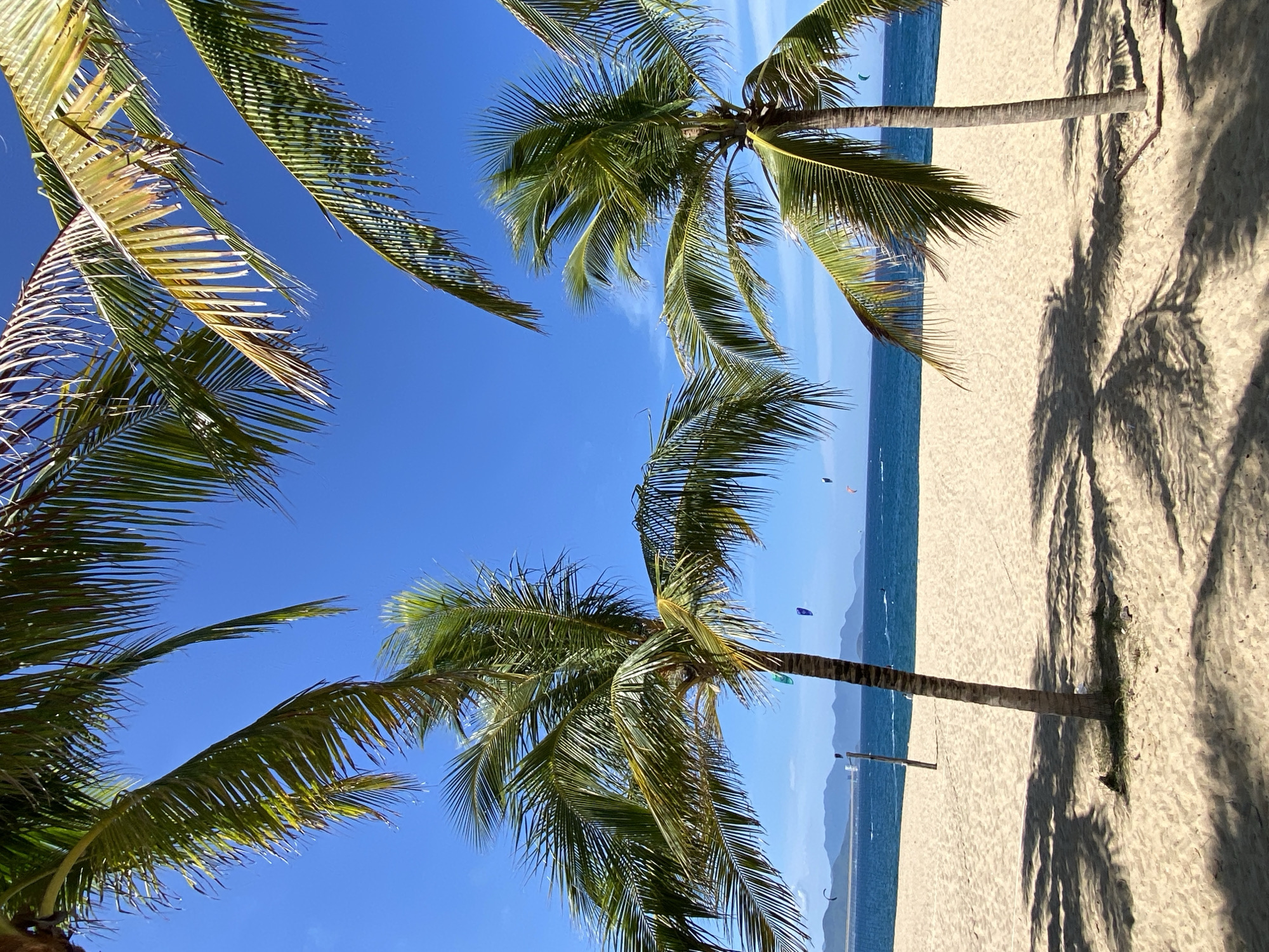 The image depicts a tropical beach scene in Nha Trang, Vietnam, under a clear blue sky. In the foreground, the golden sand is dotted with the dappled shadows of palm trees, the fronds of which are visible at the top of the frame. Two prominent palm trees stand on the beach, their trunks textured and their leaves reaching towards the sky.
Beyond the sandy expanse, the deep blue ocean stretches out, meeting a distant coastline with rolling hills or mountains. The water appears calm, with several kitesurfers visible in the distance, their colorful kites adding small splashes of color against the sea. One lone wooden post stands in the sand near the water's edge. The overall impression is one of a sunny, serene day at a popular tourist destination.