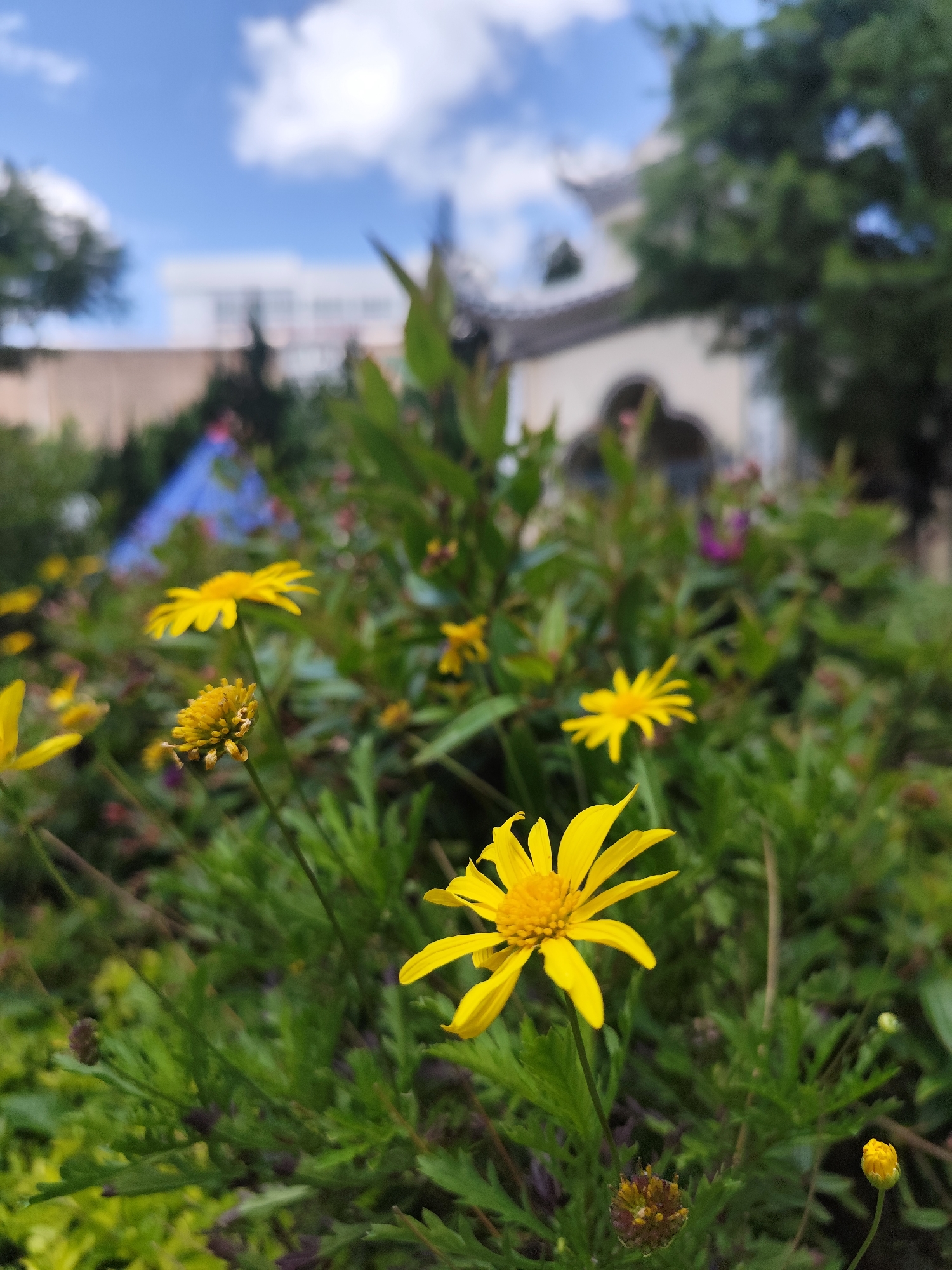 The image captures a close-up view of several yellow daisy-like flowers in bloom, set against a backdrop of lush green foliage. In the background, a traditional Vietnamese architectural structure with a curved roof is visible, partially obscured by trees. A pale blue sky with scattered white clouds completes the scene. The flowers are in focus, with the background elements softened by a shallow depth of field. The overall impression is one of a tranquil garden setting. This scene is consistent with the aesthetic of many botanical gardens and cultural sites in Da Lat, Vietnam, a city known for its floral displays and French colonial architecture.