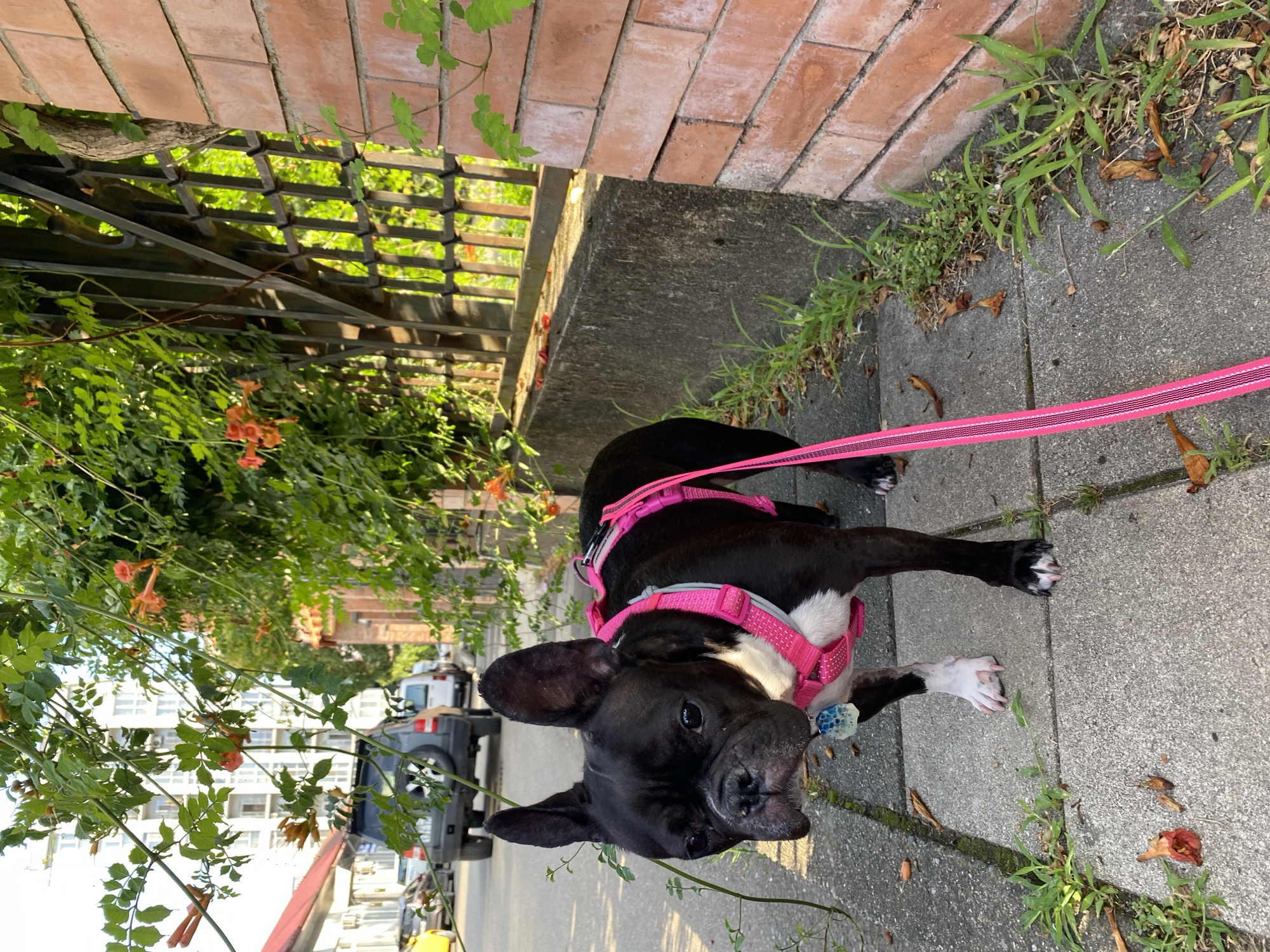 A black and white French Bulldog on a pink leash and harness stands on a sidewalk in front of a brick wall. The dog is facing the camera with its head slightly tilted. Behind the dog, a green vine with orange flowers hangs from a metal fence. In the background, a grey SUV and other vehicles are parked on a street. A multi-story building is visible in the distance. The scene appears to be in Batumi, Georgia, given the presence of similar architectural styles and vegetation common to the region.