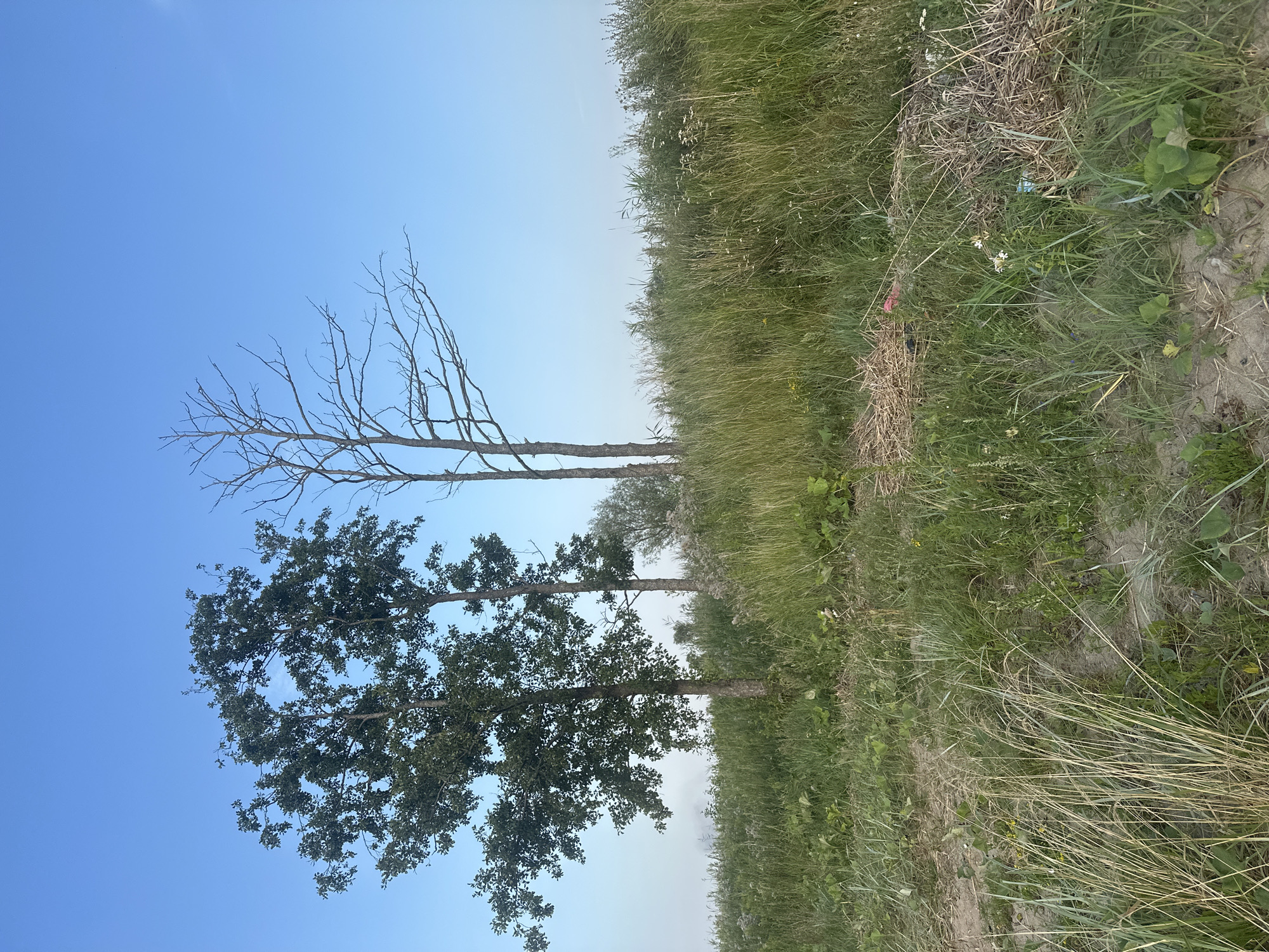 A daytime, medium shot captures a rural landscape with a clear blue sky. In the foreground, tall, dry grass lines a sandy embankment, with patches of green foliage and small white flowers interspersed. Further back, a dense, green grassy hill rises, dotted with various wildflowers and plants. A prominent feature of the scene are three trees: two full, leafy trees stand close together on the left, while a tall, bare, dead tree with spindly branches stands to their right. The background is a hazy, light blue, suggesting a distant horizon or perhaps fog. The overall impression is one of a natural, uncultivated outdoor setting.