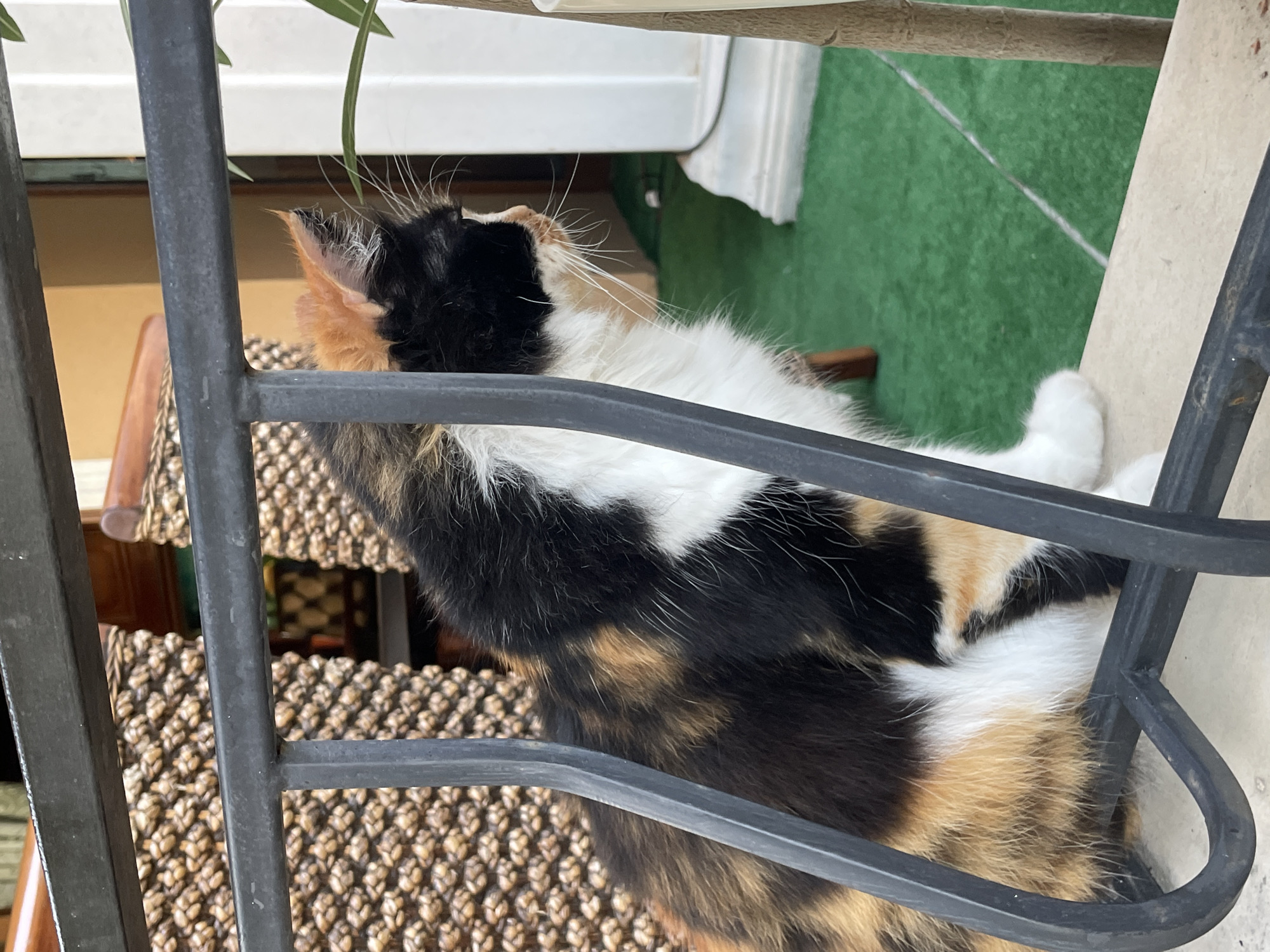 A calico cat is perched on a ledge outdoors, looking to the right. The cat has patches of black, white, and orange fur. It is partially obscured by a black metal railing in the foreground. Behind the cat, a woven texture is visible, possibly from a chair or wall. The ground is covered in green artificial turf, with a thin white line running across it. In the background, there is a white column and a tree trunk. The scene appears to be in Obzor, Bulgaria.