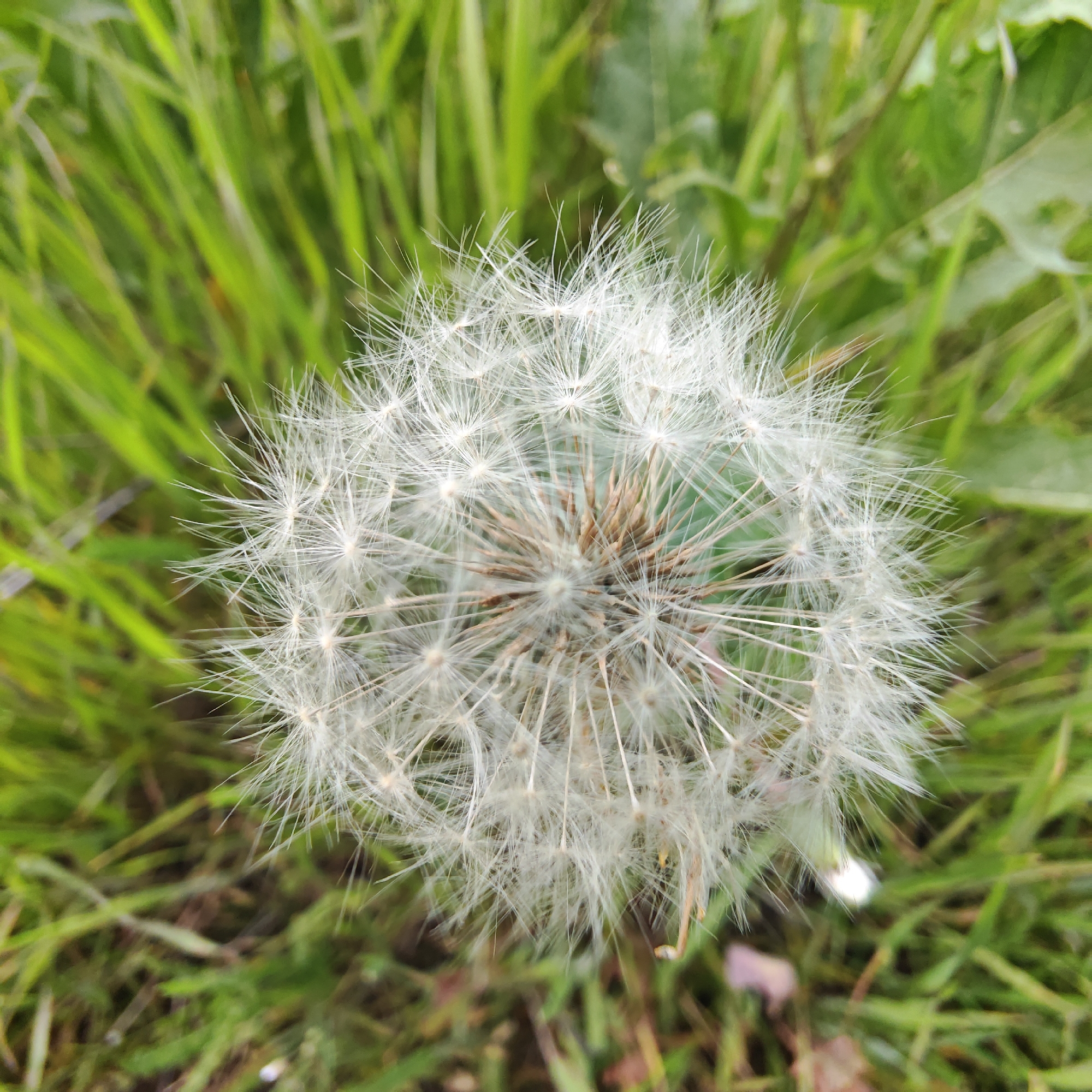 The image shows a dandelion seed head in sharp focus against a blurred background of green grass. The dandelion is centered in the frame. The location is likely Taganrog City District, Russia.