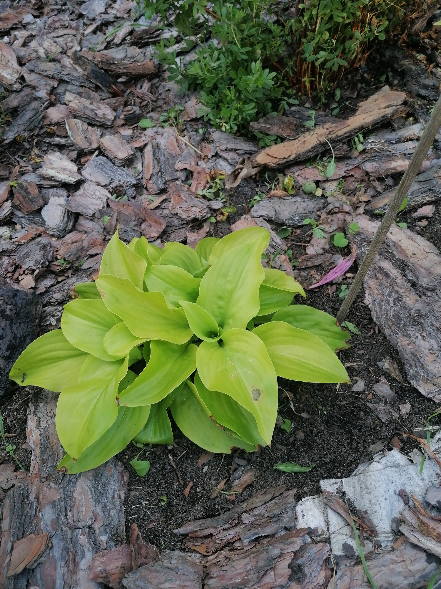 The image shows a bright green hosta plant in the foreground, nestled amongst a bed of dark soil and large pieces of brown and gray bark mulch. To the upper left and upper right, out-of-focus green foliage is visible, suggesting a garden setting. A thin, light-colored wooden stake leans diagonally from the upper right towards the center of the image, partially obscured by the hosta leaves. The ground cover is predominantly bark mulch with some small green shoots of grass and weeds interspersed. In the upper right quadrant, a piece of weathered wood lies horizontally on the bark. The lighting suggests an outdoor environment, likely during daylight hours. The scene is devoid of any human presence or discernible action. The location is noted as Мыльниково, Russia.